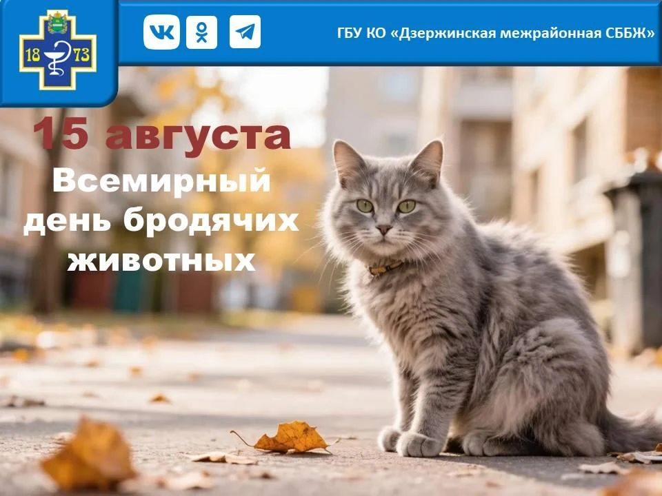 Всемирный день бездомных животных отмечается в третью субботу августа. В 2026 году он п...
