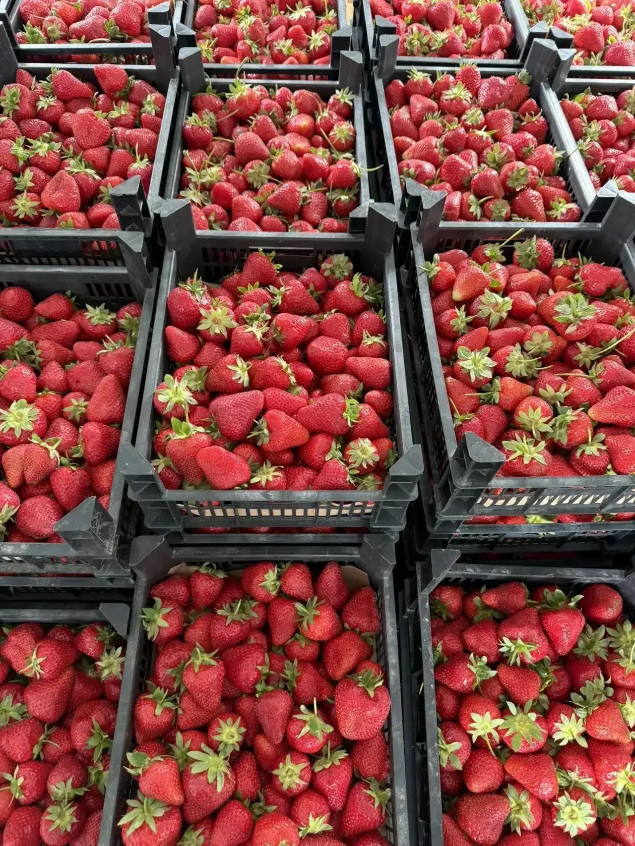 ️️❗️❗️🍓🫐СРОЧНЫЕ ЯГОДНЫЕ НОВОСТИ 🍒🍓❗️❗️