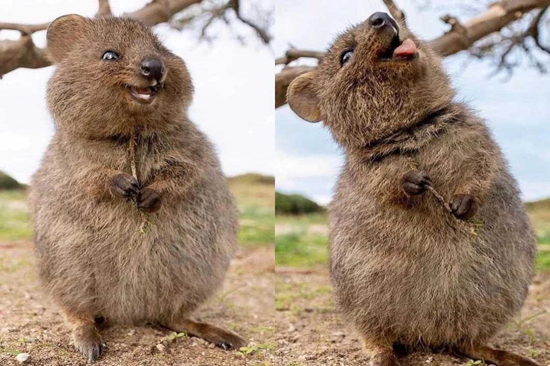 ⠀⠀Самый весёлый зверь планеты
