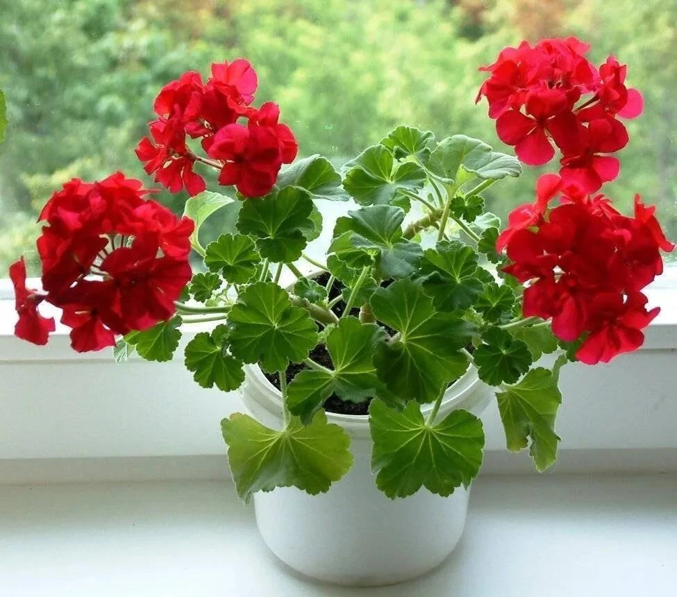 Необычный эликсир для герани 🌸