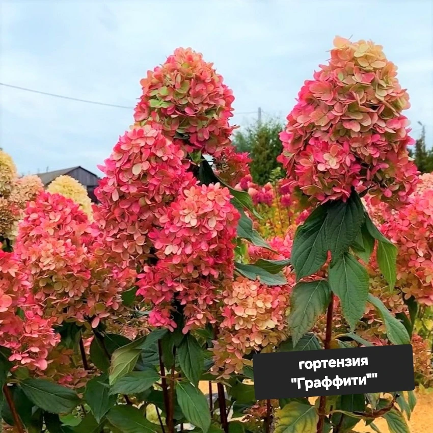 🎉 Встречайте наши роскошные, взрослые, пятилетние гортензии 🌸🌸🌸