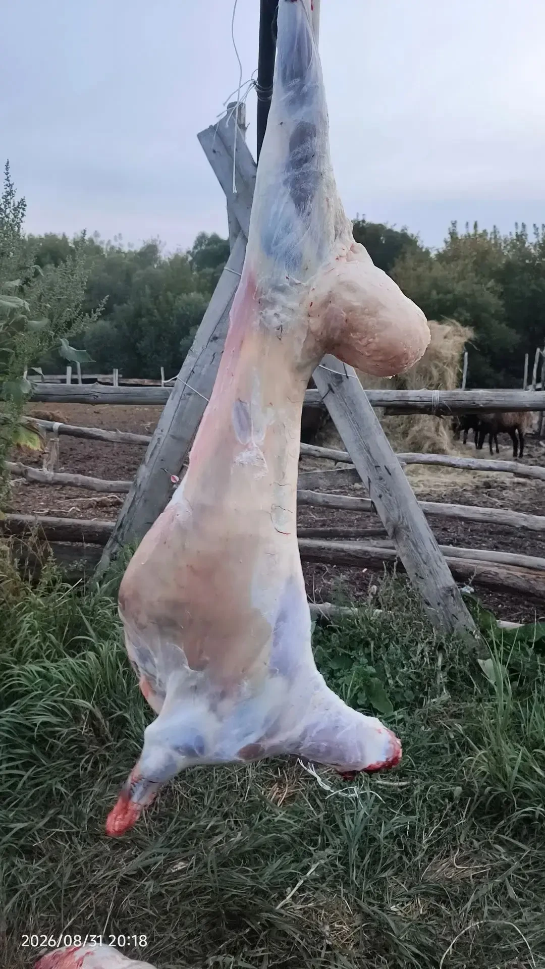 Продается баранина мясом и на племя. 500р/кг. Доставка. +79198588172 Сергей