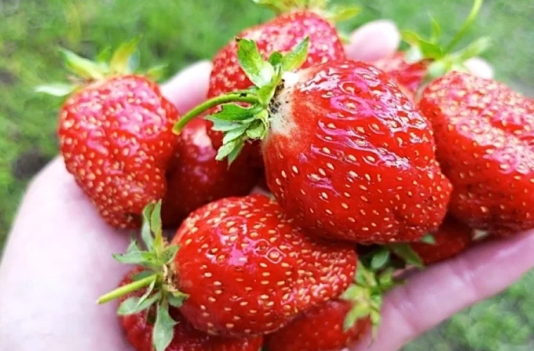🍓Своя вместо турецкой. Кубанская клубника 2026: как фермеры замещают импорт