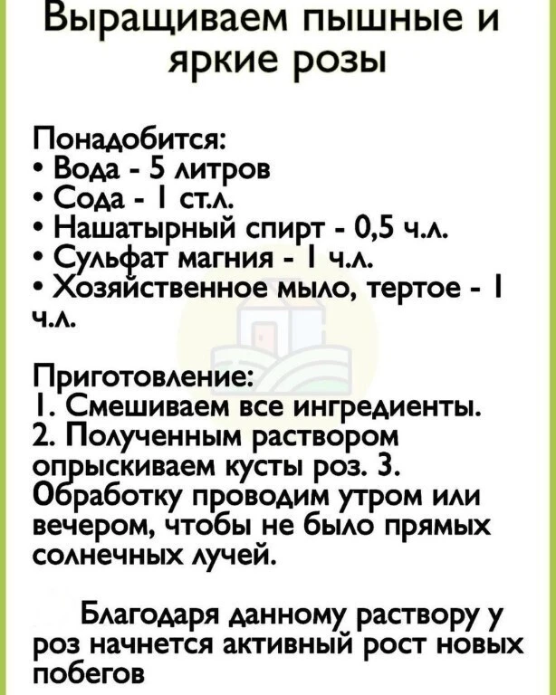 О наших любимых Розах 🌺