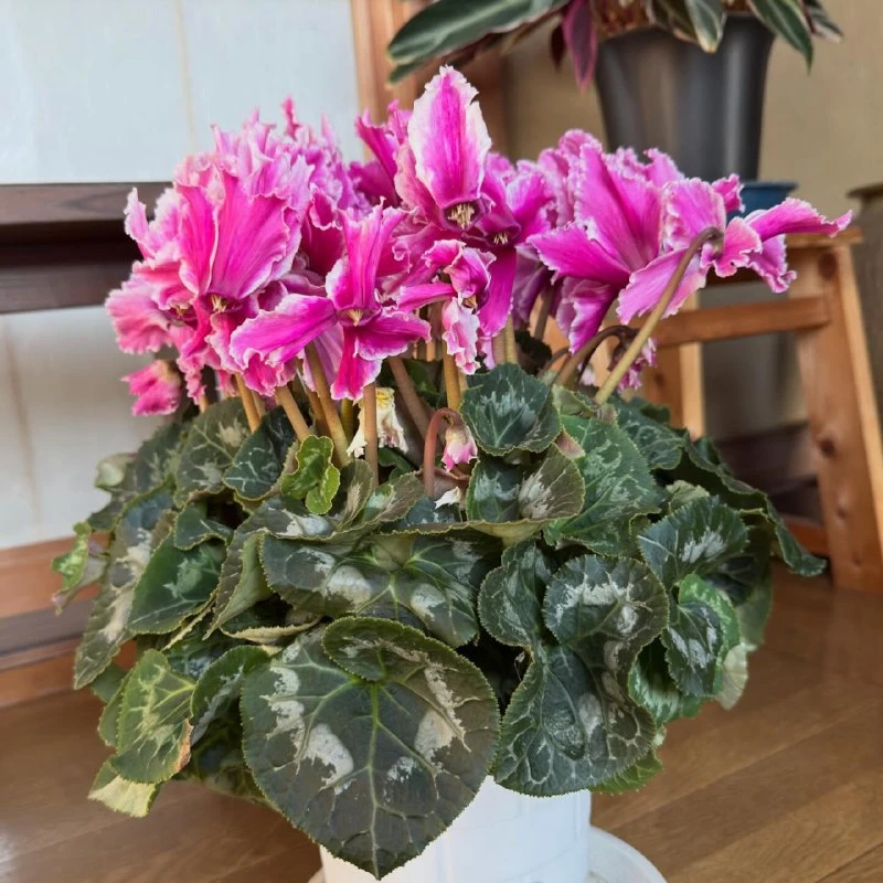 Цикламен: цветение по сезону 🌸