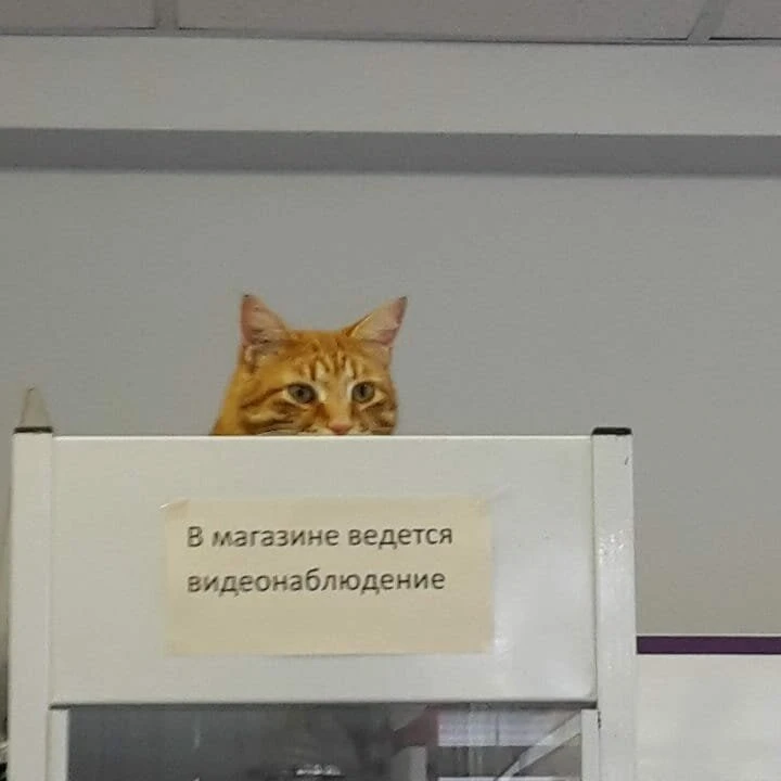 😅 Мужчина поймал девушку на измене с помощью... кошачьего туалета 

Он заподозрил неладное из-за её