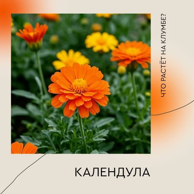Ноготки, а по-научному календула, растут почти на каждой клумбе. Народное название цвет...