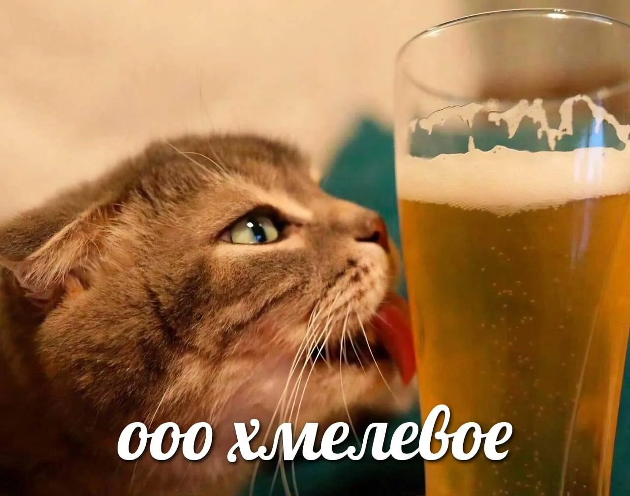 День холодненького пива отмечается сегодня.

@FactTG