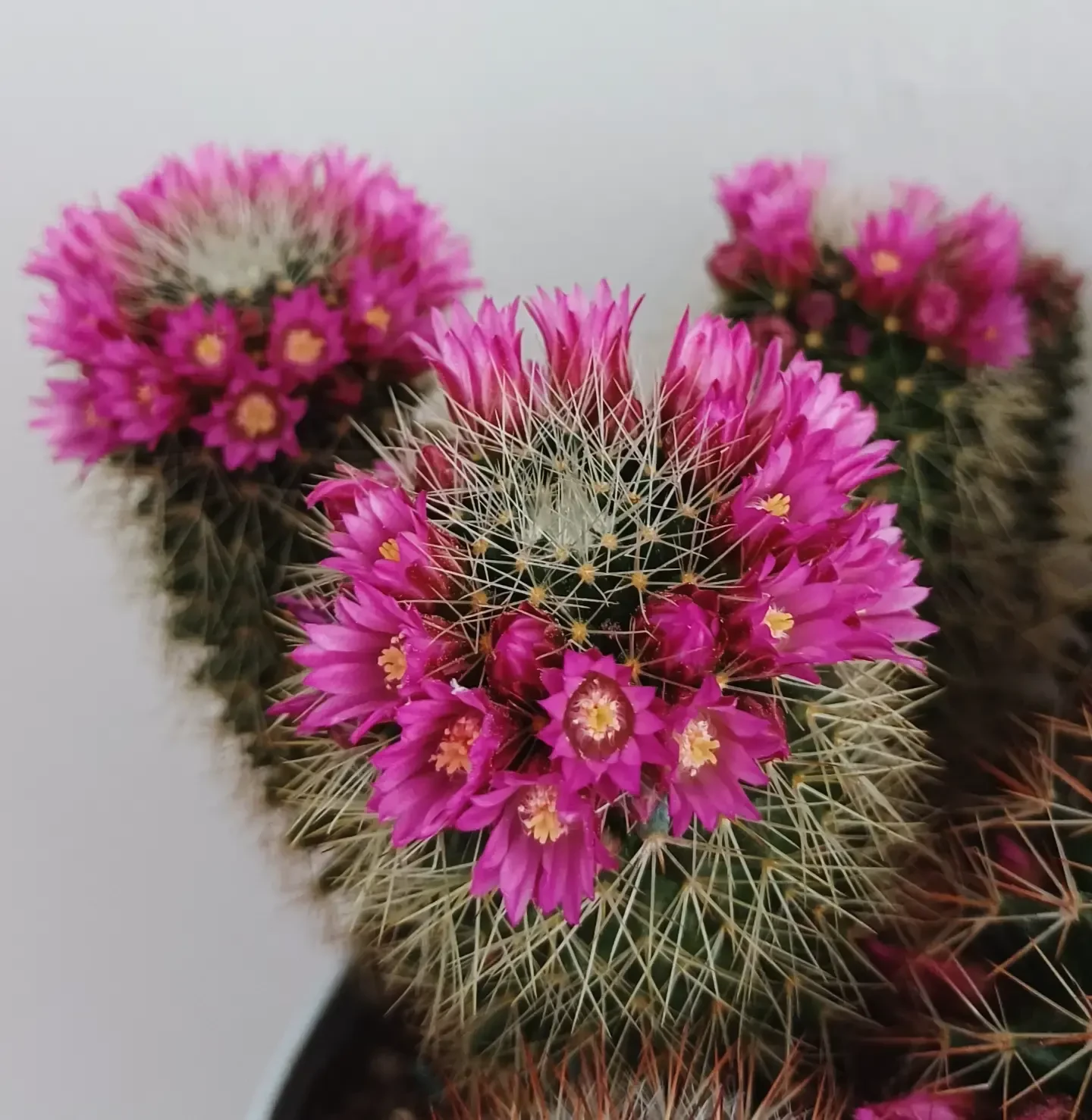 🌸 Маммиллярия - кактус, который зацветает даже у новичков ❤