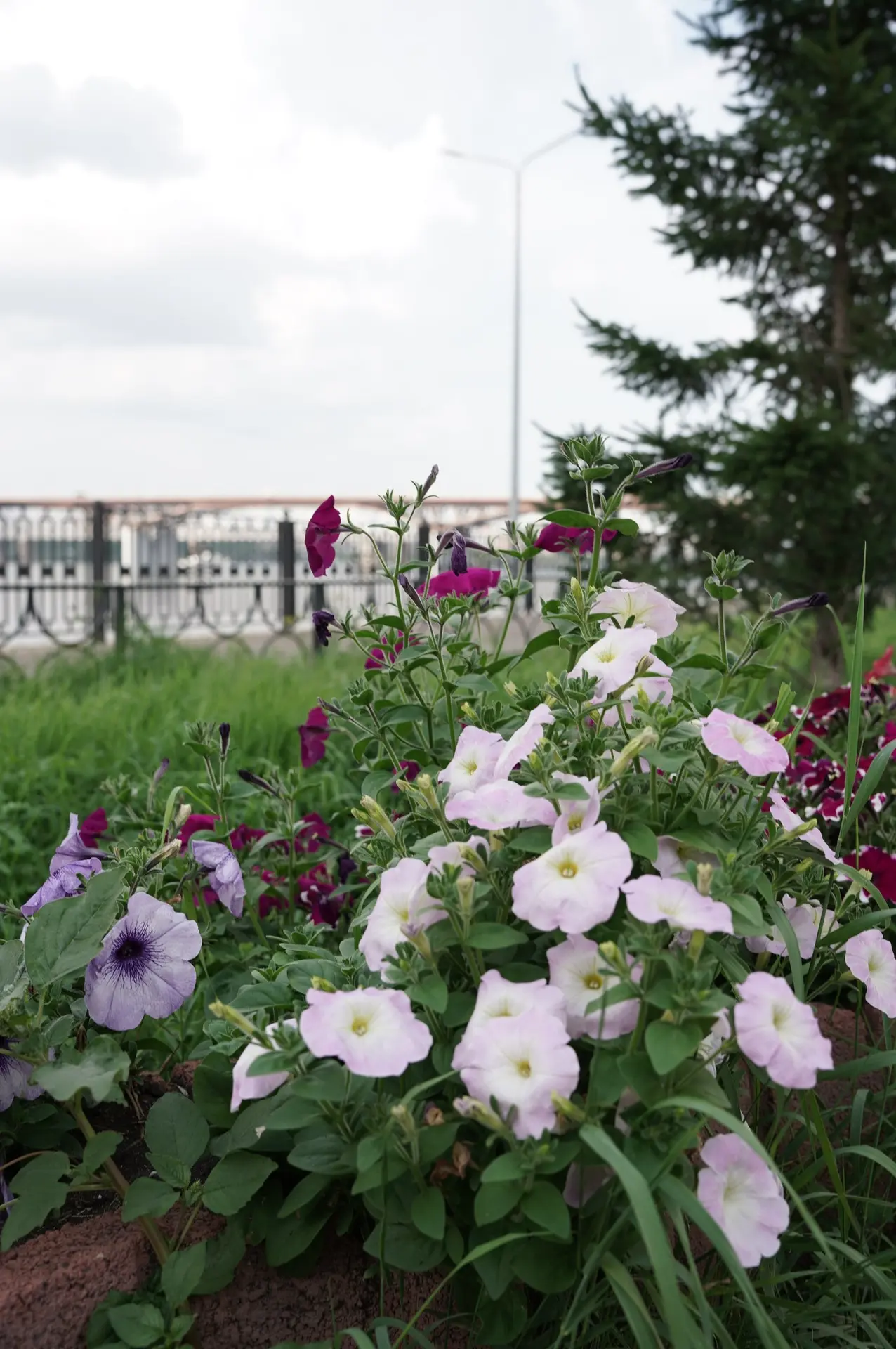 Моменты июля в "Тихих Зорях"  🌿 — ещё успеваем насладиться всеми красками лета