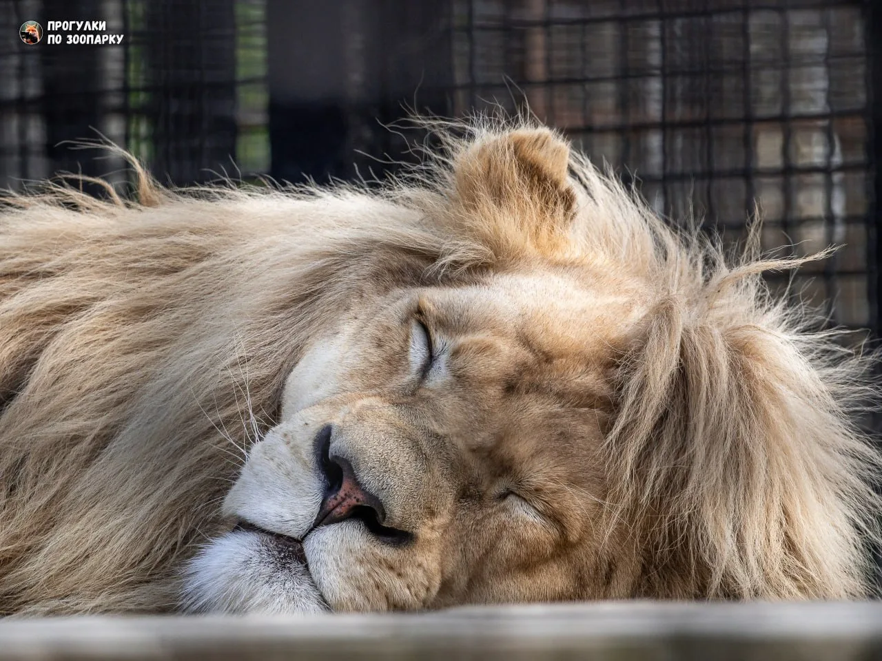 Белый лев Диего🦁