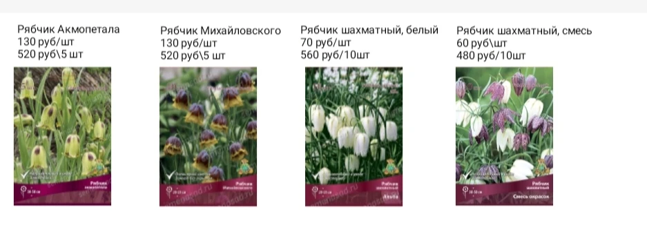 Рябчики МЕЛКОЦВЕТКОВЫЕ
