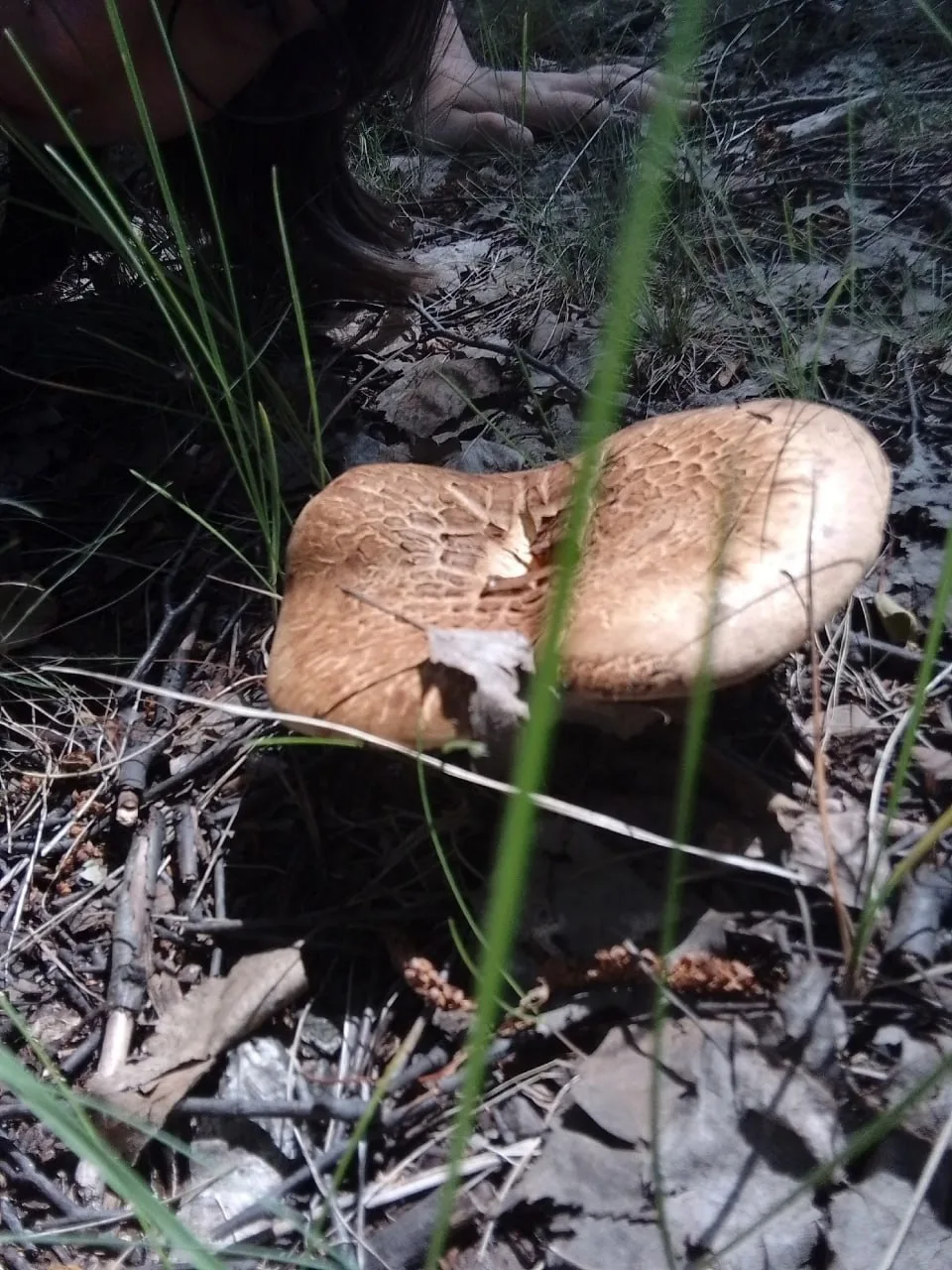 В Омской области обнаружены первые коровники 🍄‍🟫 

В частности — в Кормиловском районе.

Однако в 