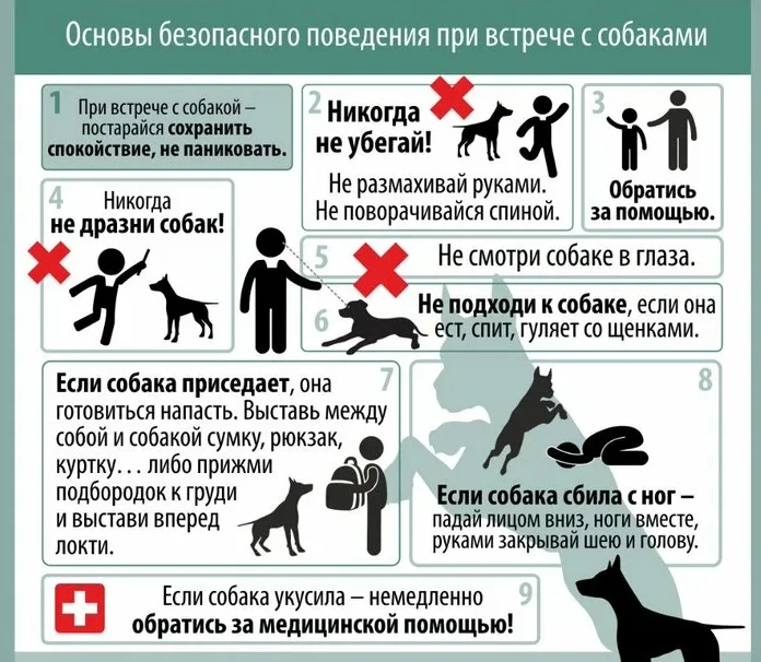 Общение с животными действительно может быть приятным, но чтобы оно не закончилось травмой или зараж