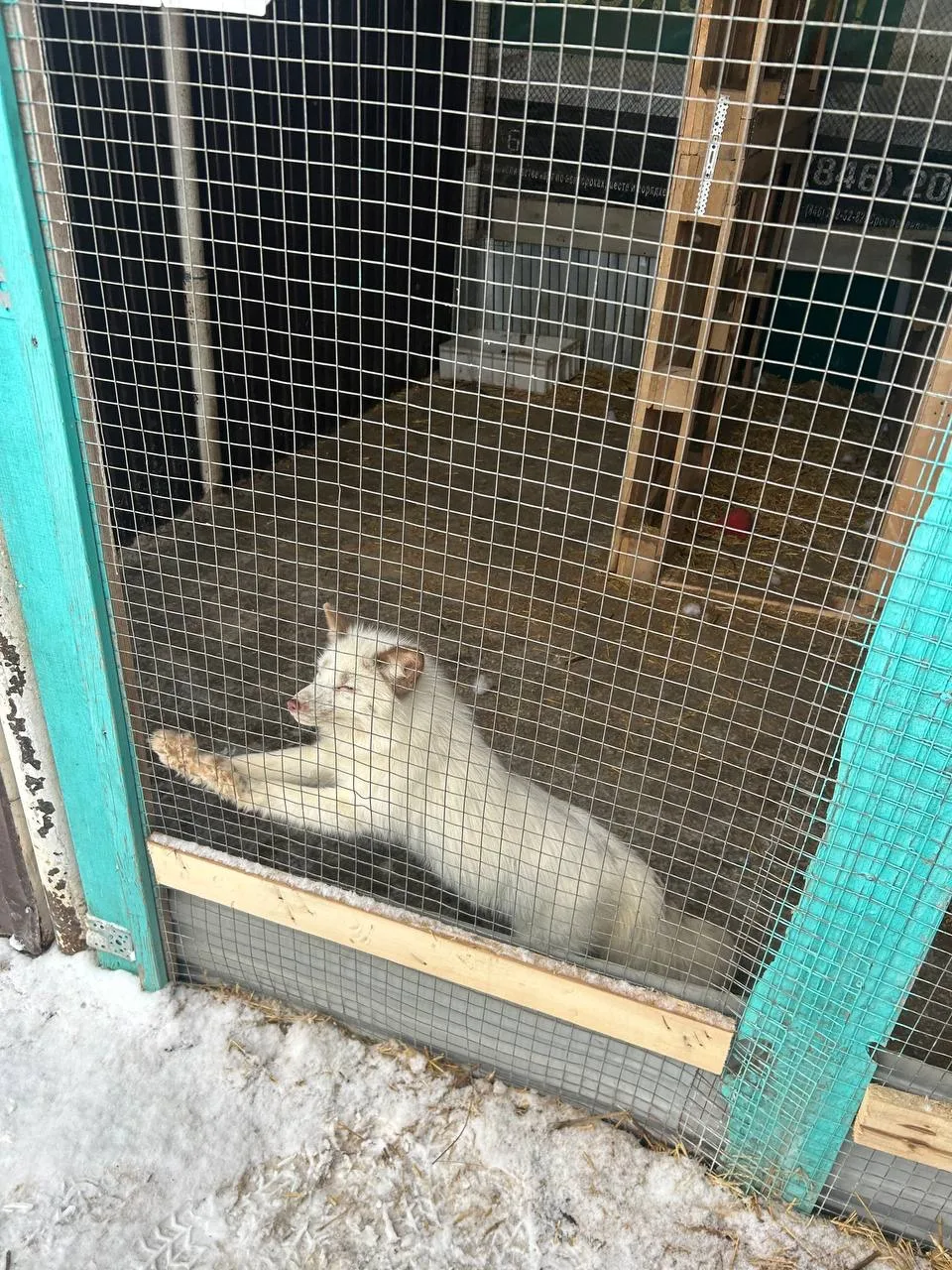 🐾 Добрые дела согревают ❤️  Наш 7А класс решил доказать, что мы в ответе за тех, кого приручили, и о