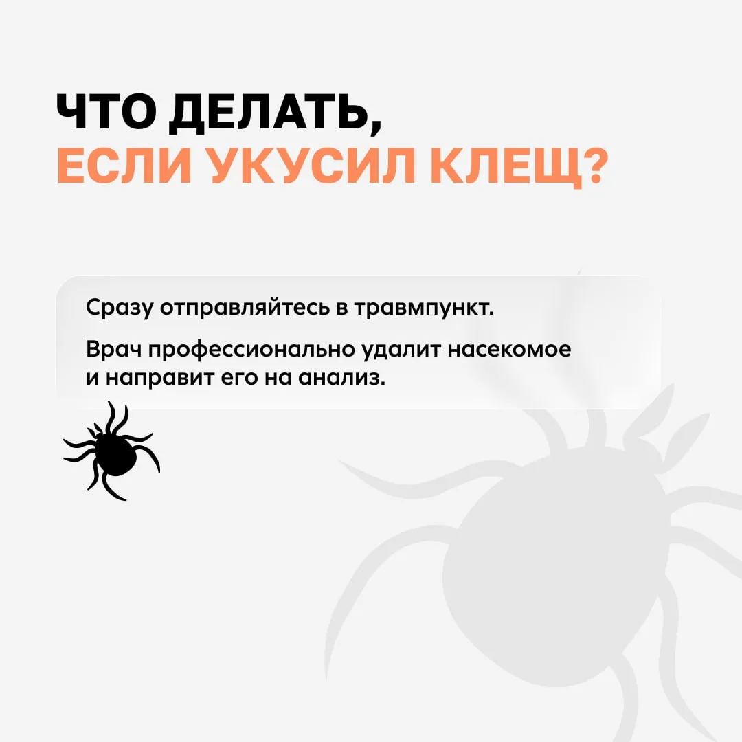 Клещи вида Hyalomma активизировались на Юге России  Они не сидят на траве в ожидании цели, а сами бе