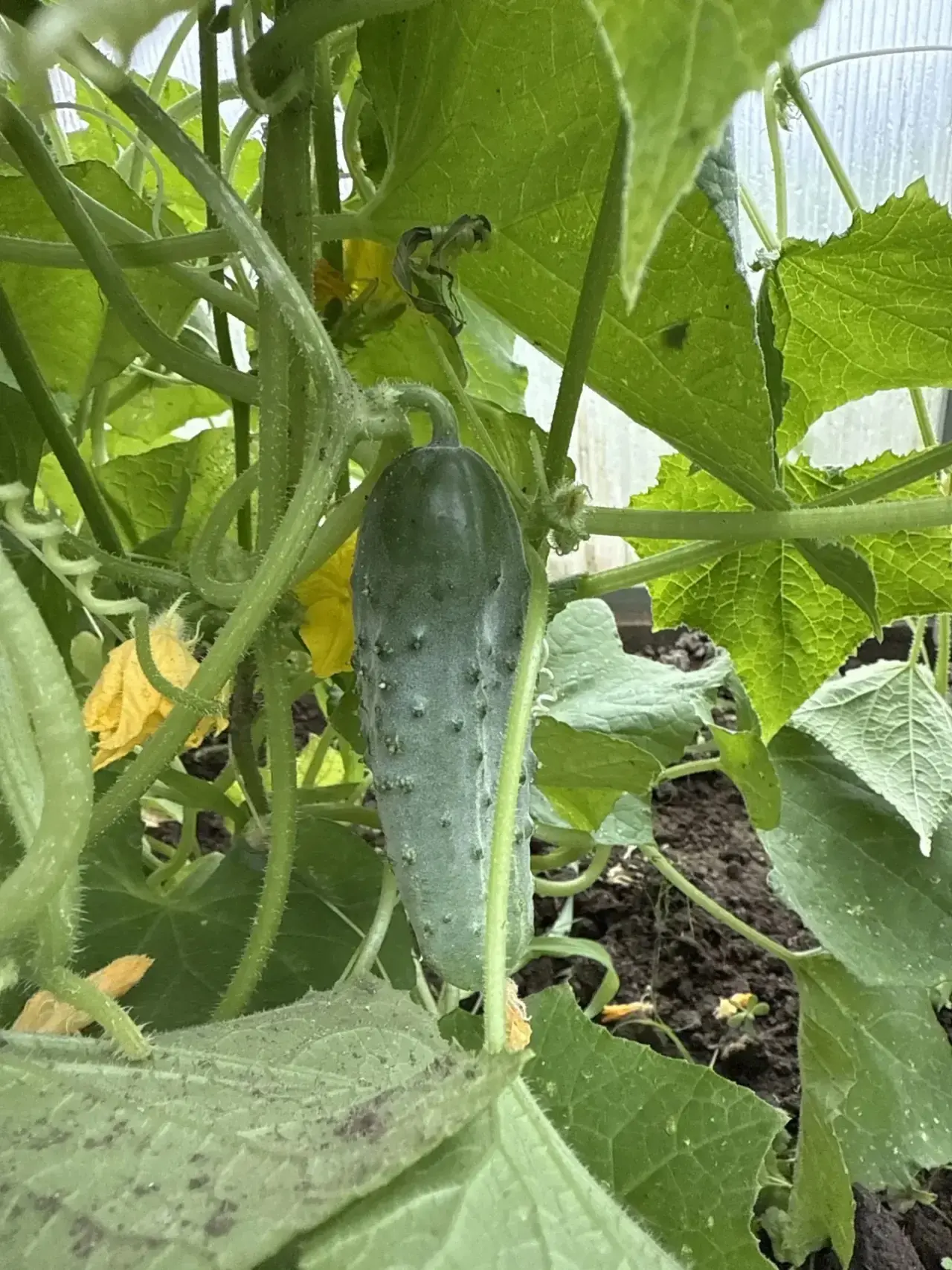 Макка Дадаева собрала урожай из школьной теплицы😍 Посмотрите  на эти сочные, яркие плоды-результат 