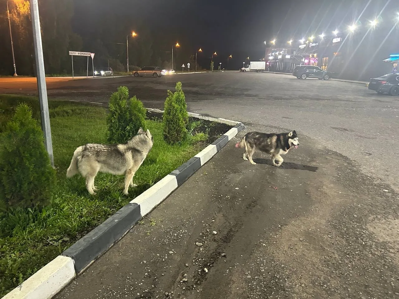 Чьи красавцы гуляют?
Мойка Звездочка 👀