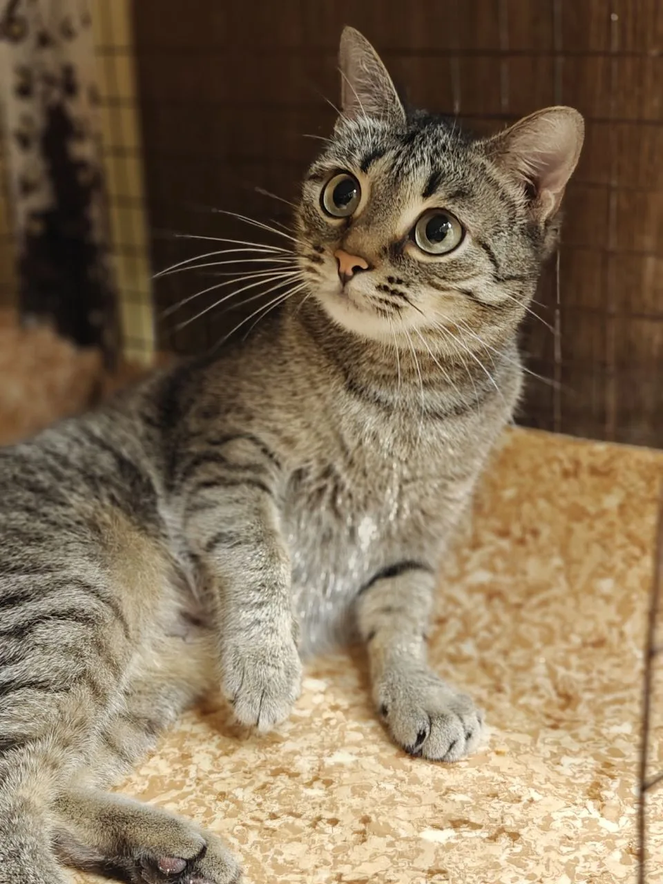 🐾🐈 МУСЬЕН хочет стать домашней 🐈🐾