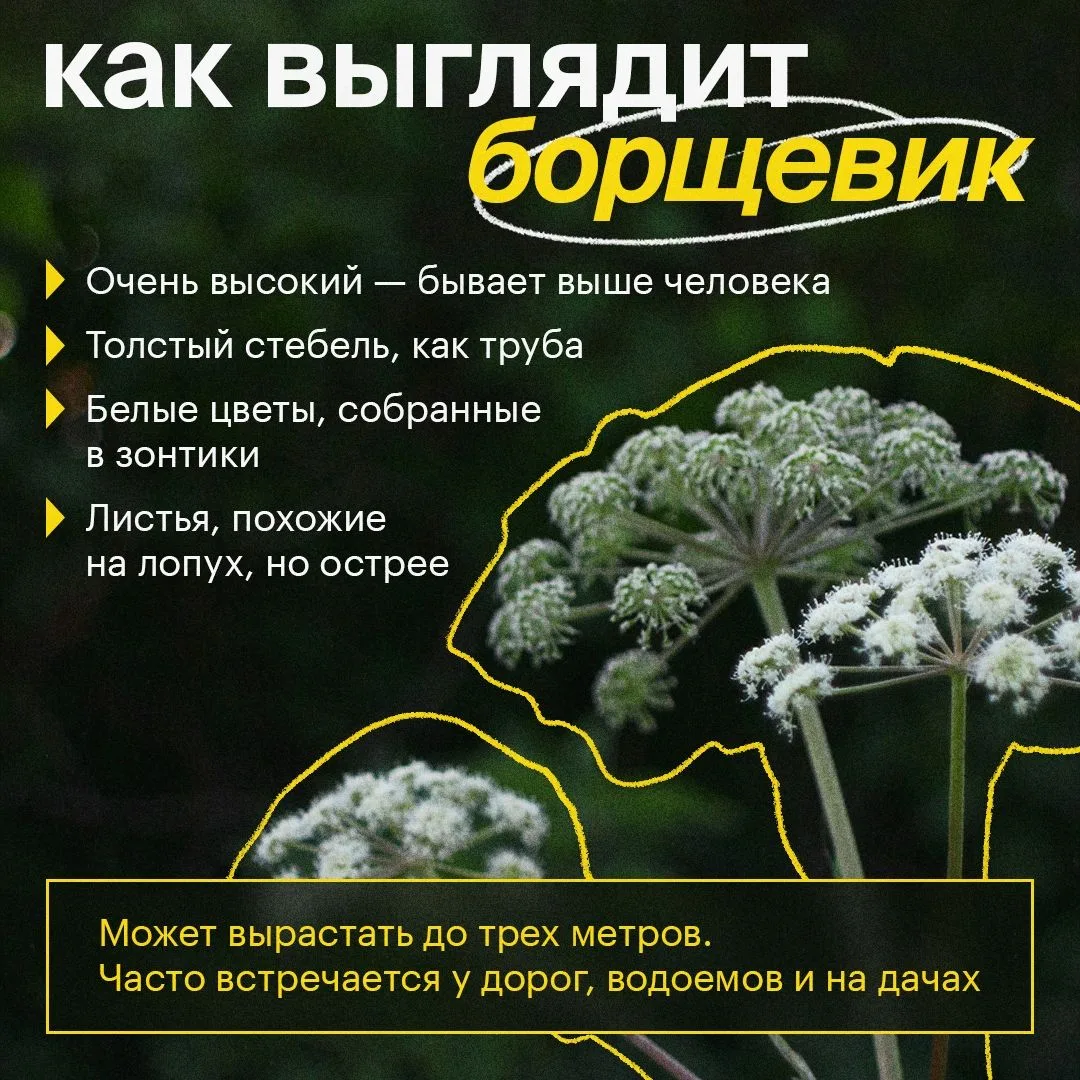 🌱Борщевик: растение, которое может быть опасным

На первый взгляд он похож на обычный цветок, но ко