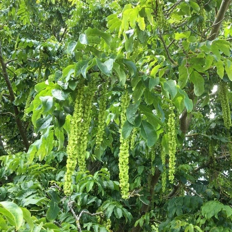 🌿 Удивительное дерево в Башкортостане: лапина крылоплодная (Pterocarya pterocarpa)
     
Знаете ли 