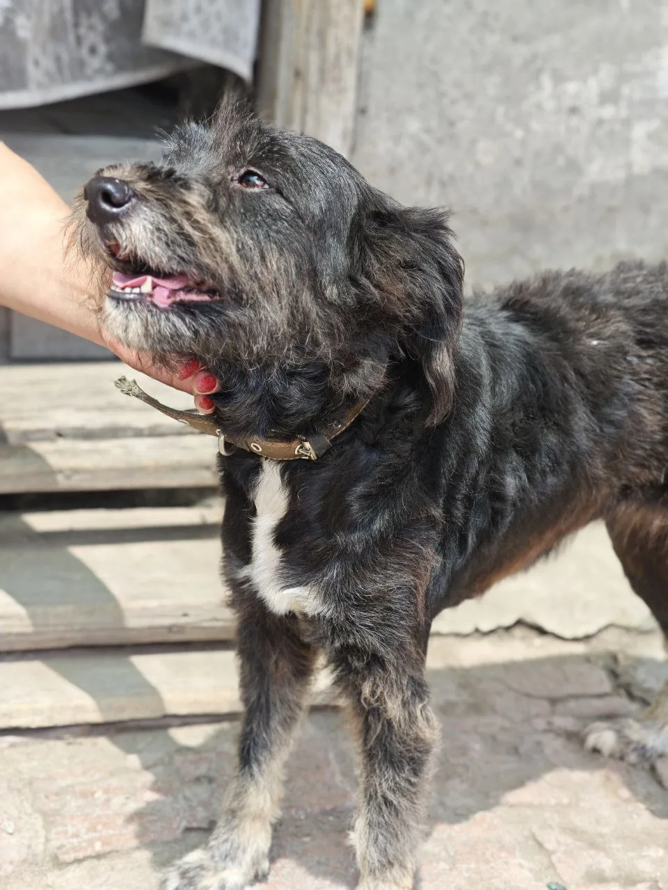 🐶 Животные приюта «Помоги другу» 🐶

❤ НАНА... Солнце в собачьем обличии. В ее глазах кротость, неж