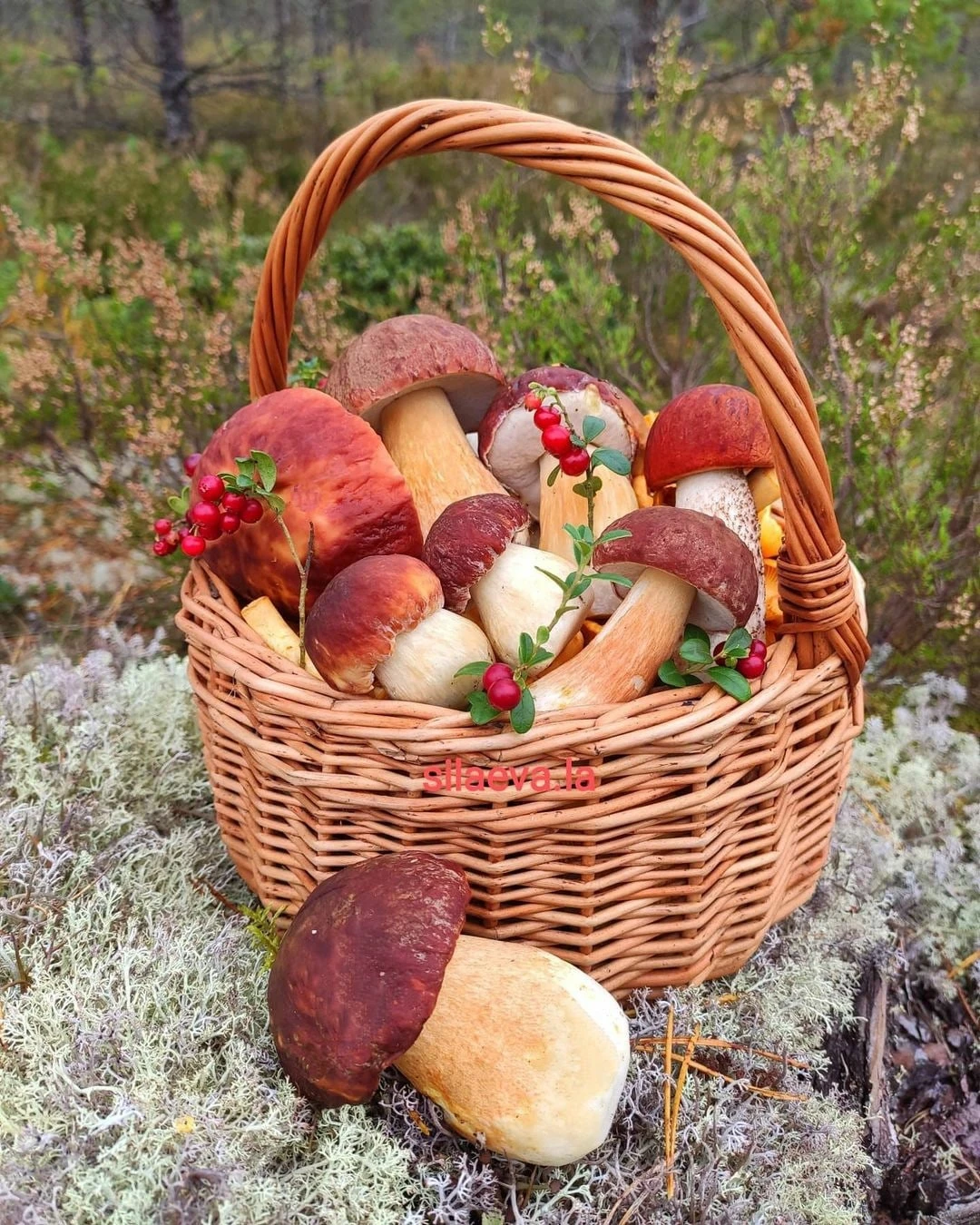 Осенний бор и боровики.