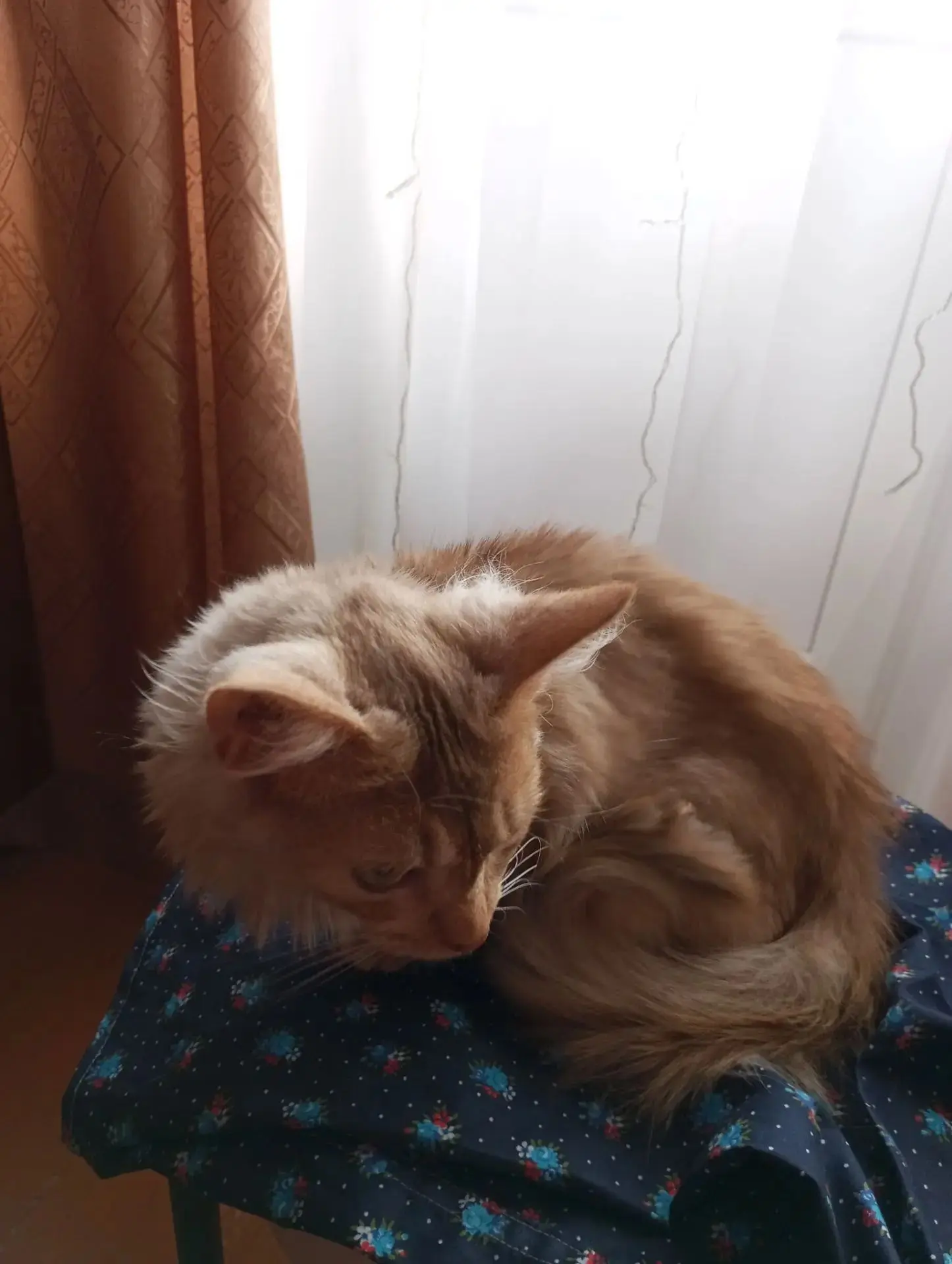 НАЙДЕНА КОШКА! ИЩЕМ ХОЗЯИНА ИЛИ НОВЫЙ ДОМ! 🏠❤️