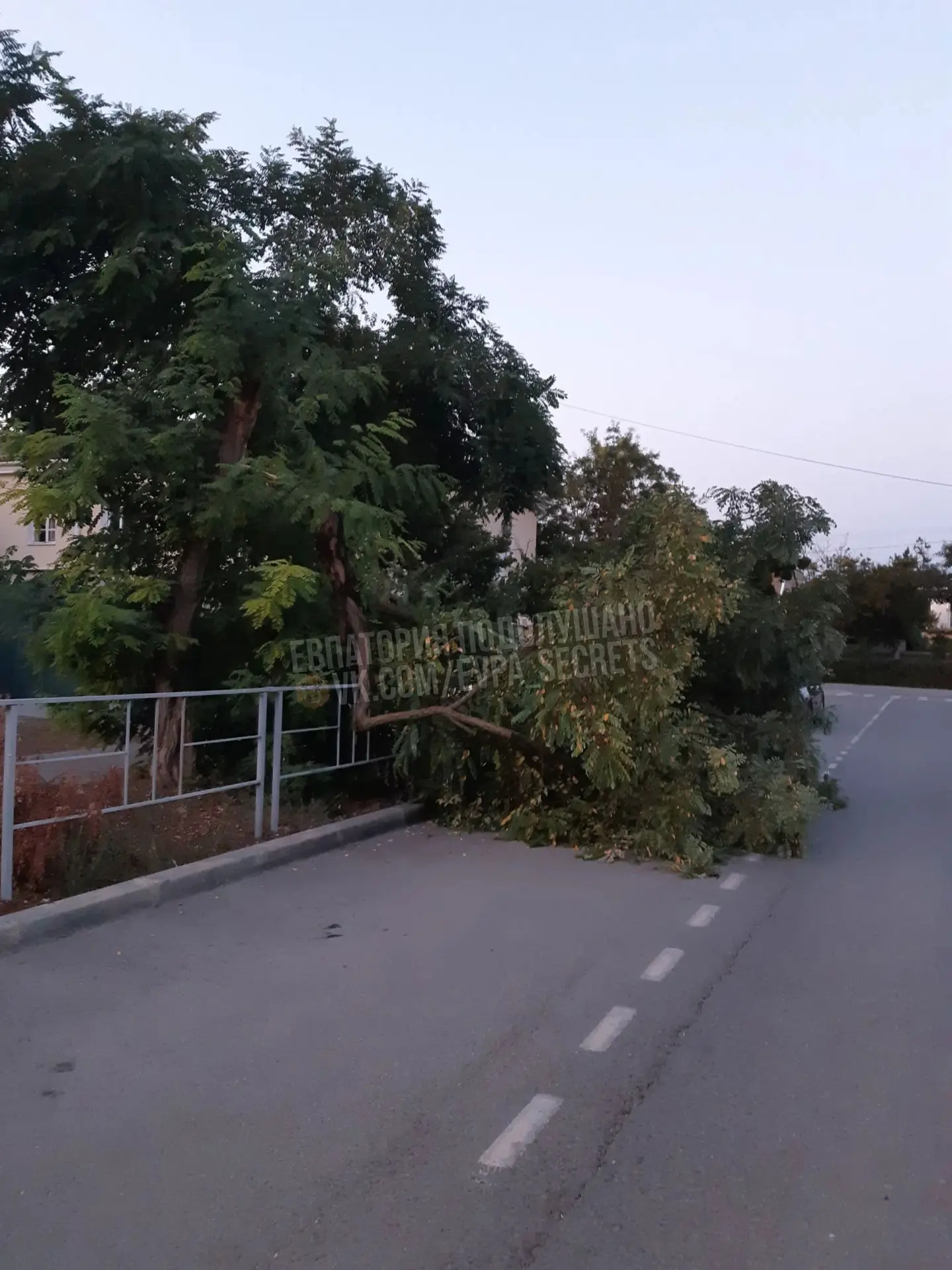 Упало дерево на Сытникова