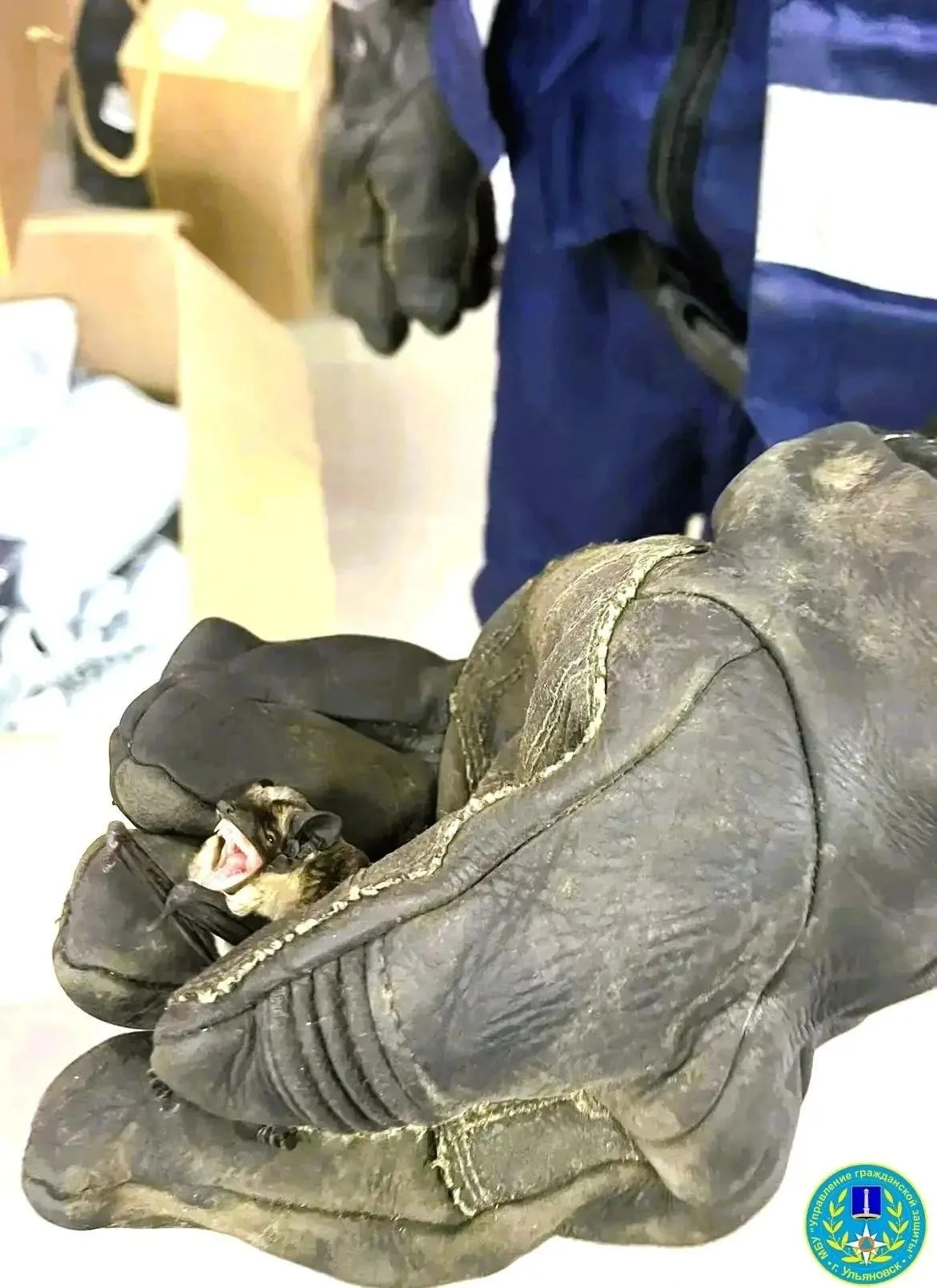 🦇 Летучая мышь устроила переполох в ПВЗ на Юго‑Западной: 14 сентября её заметили сотру...