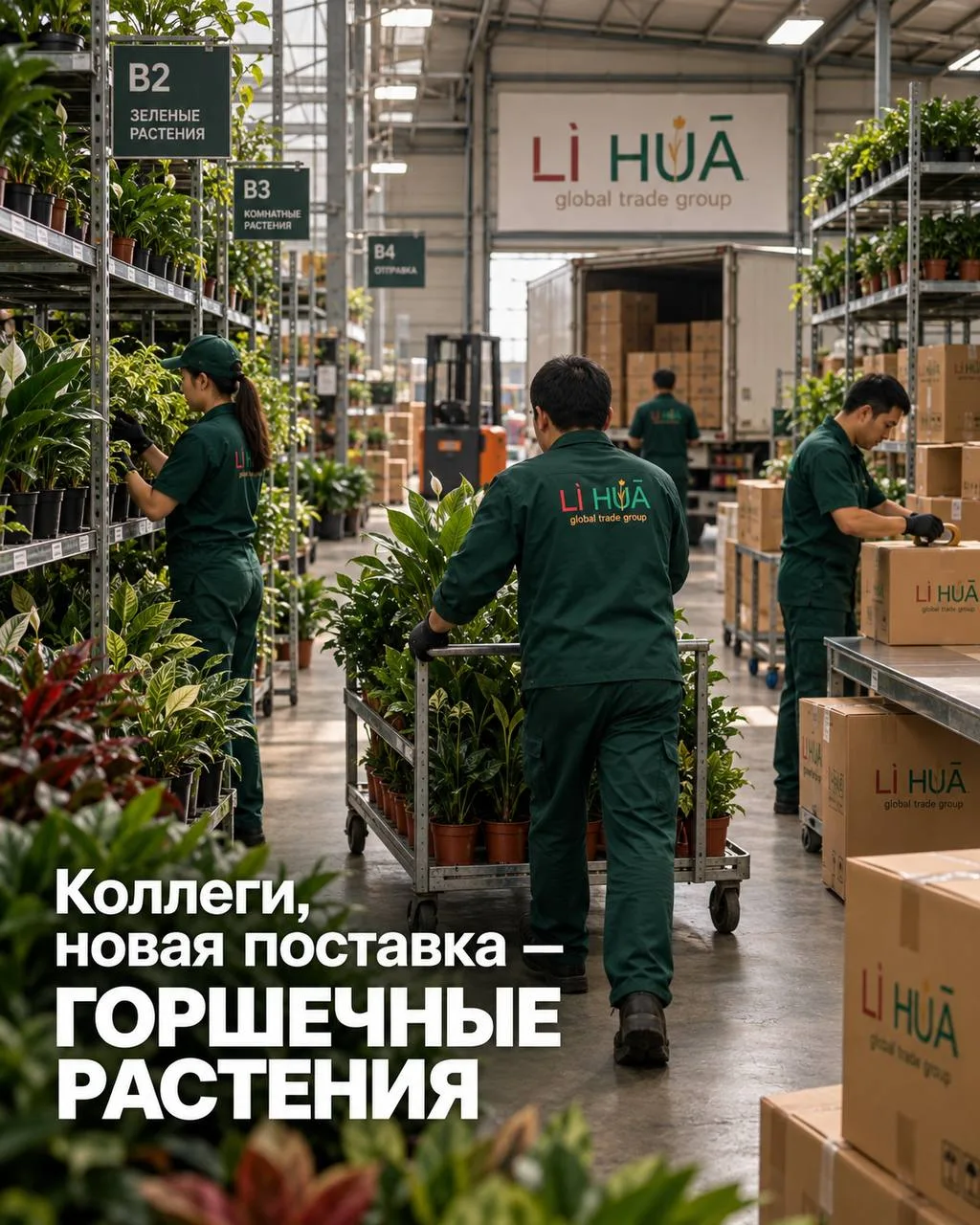 Коллеги, новый оффер на КОМНАТНЫЕ РАСТЕНИЯ ИЗ КИТАЯ 🌿
