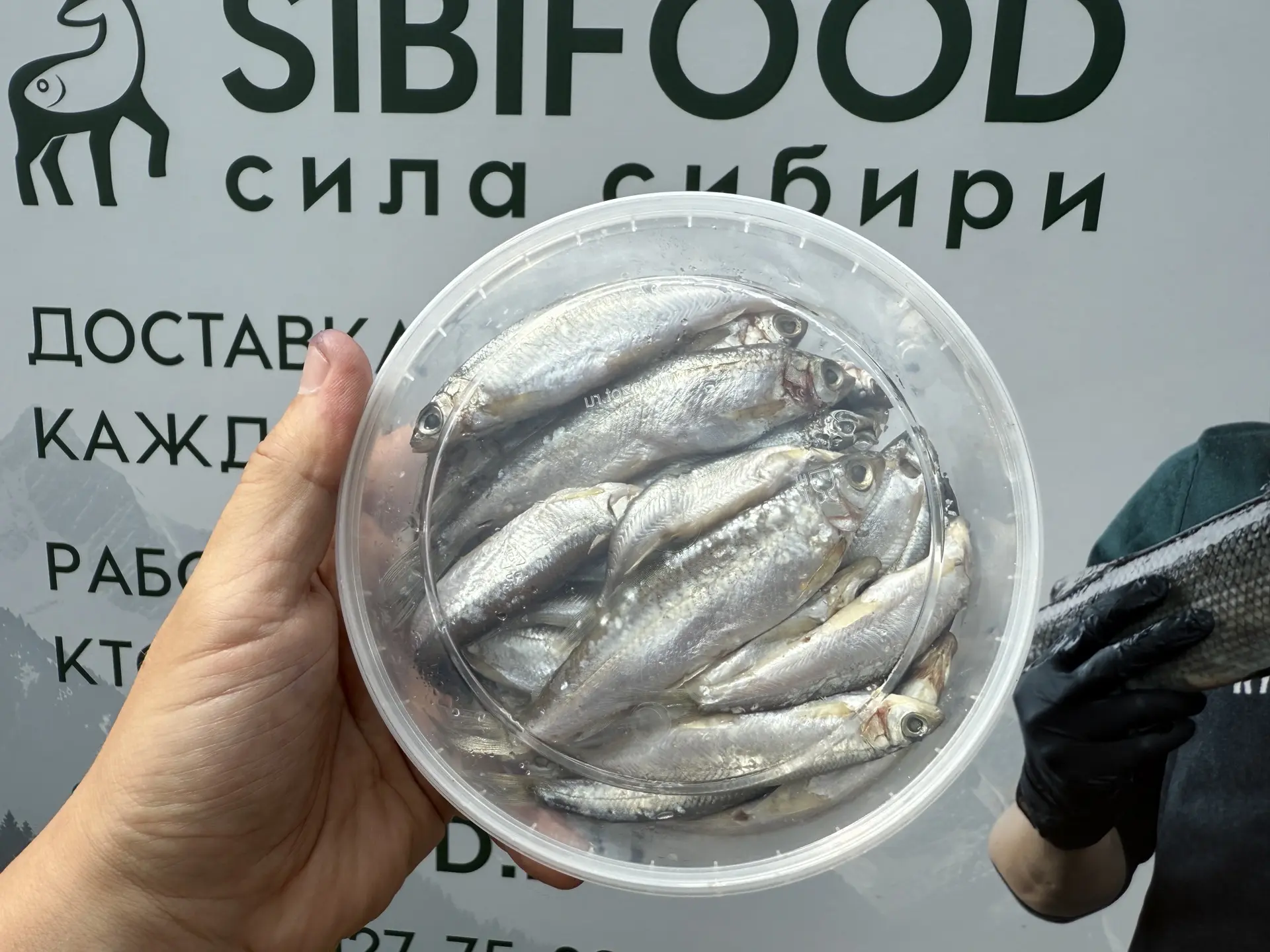Свежие поступления из Якутии
Авторский посол, сделано все очень вкусно. 

НАСТОЯЩАЯ ЯКУТСКАЯ РЫБА В 