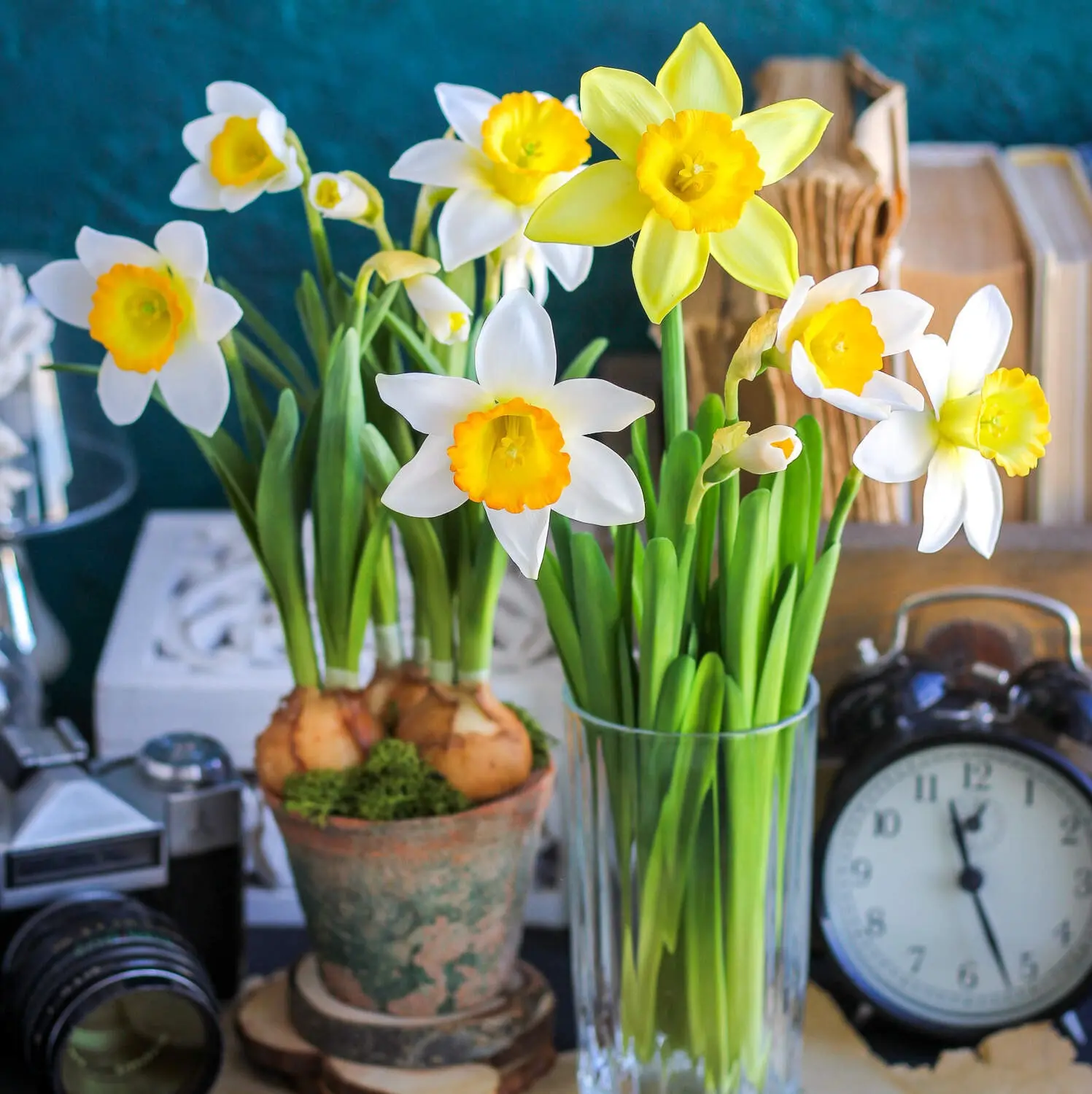 Нарциссы🌼  Я в восторге! В восторге от ощущения, что скоро весна, что скоро будет пахнуть цветами и 