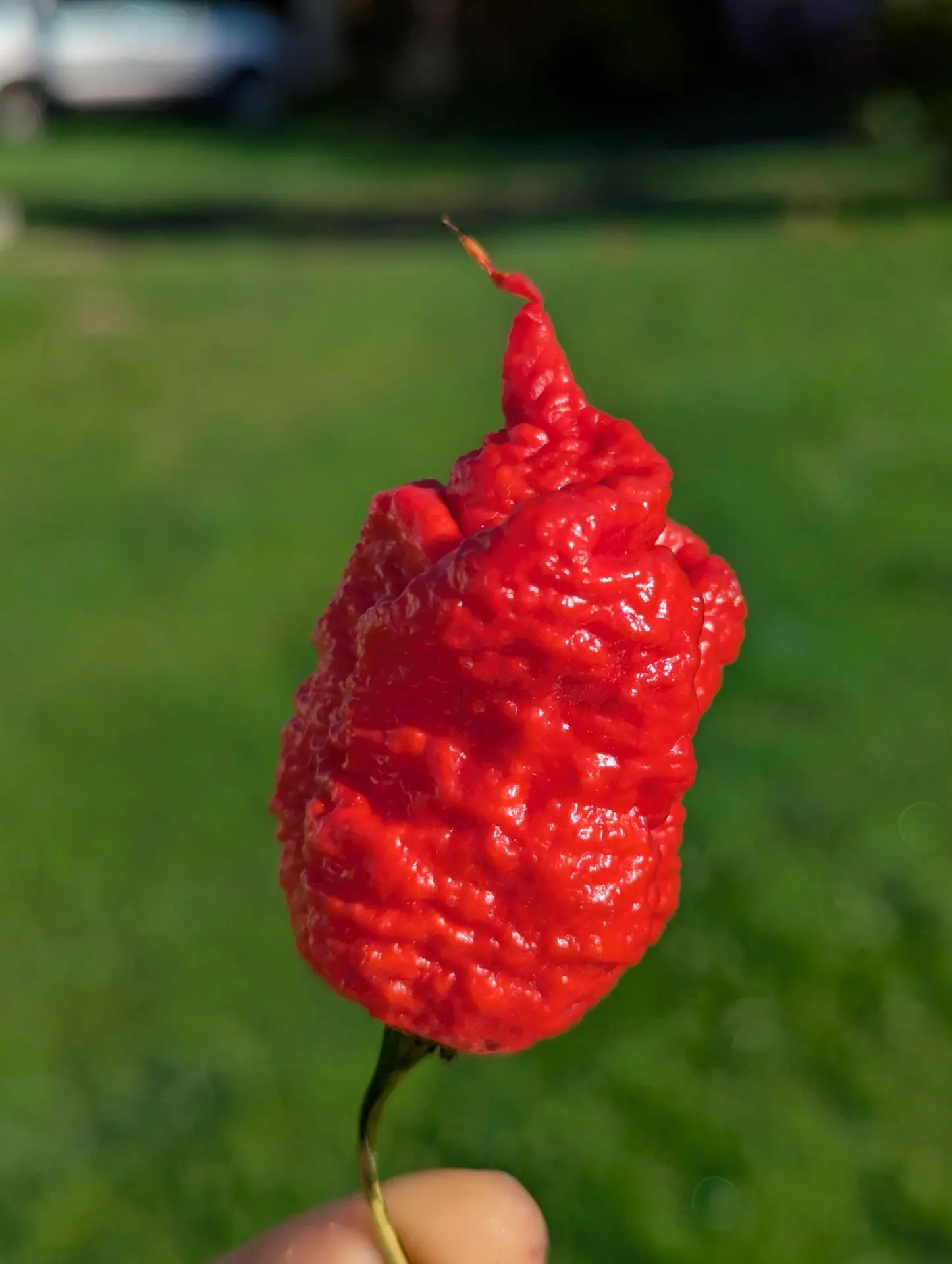 Перец земли старицкой