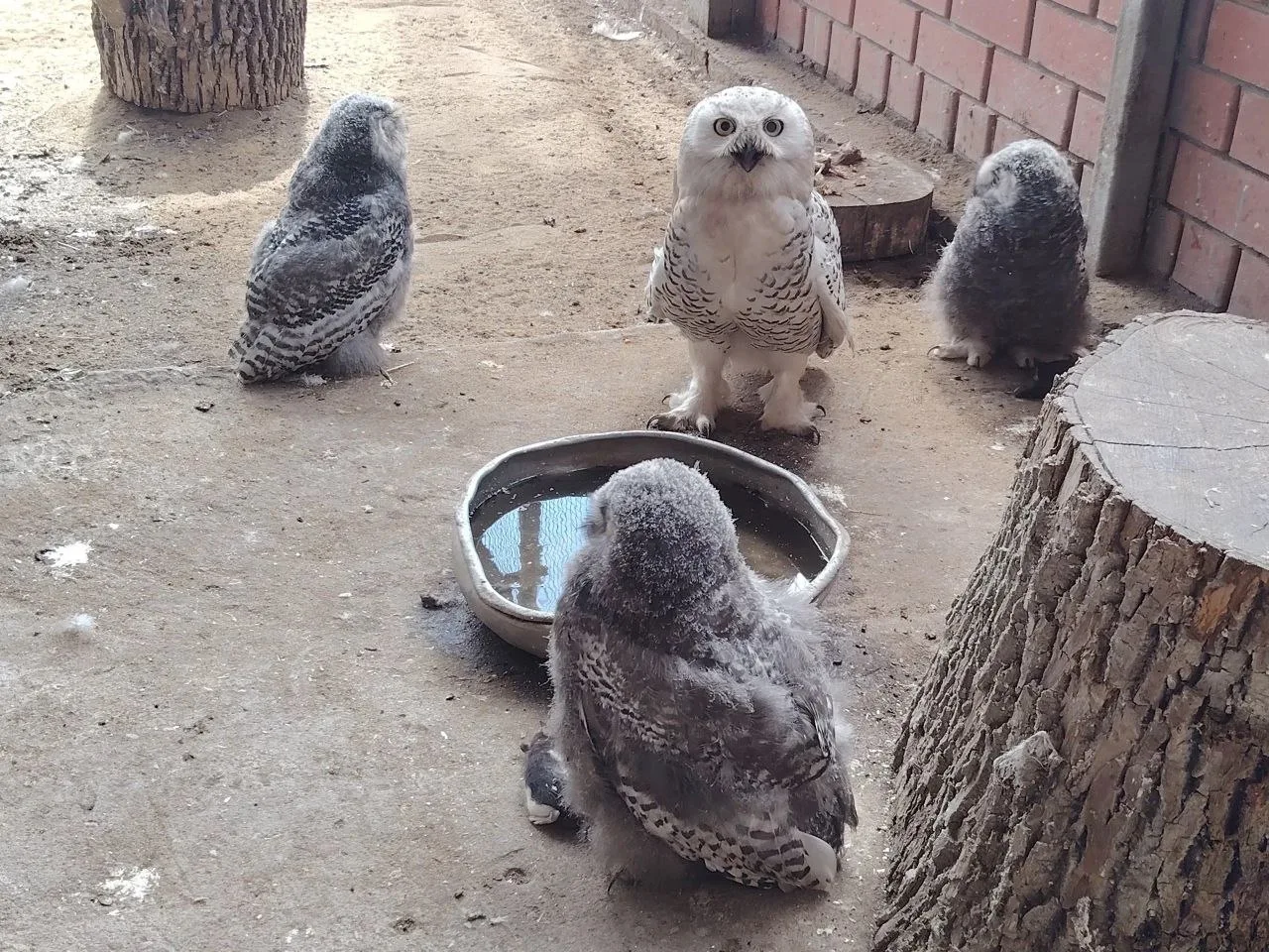 🤍🦉 Белые совы подрастают в Липецке

В зоопарке пополнение — сразу три совёнка появились на свет и 