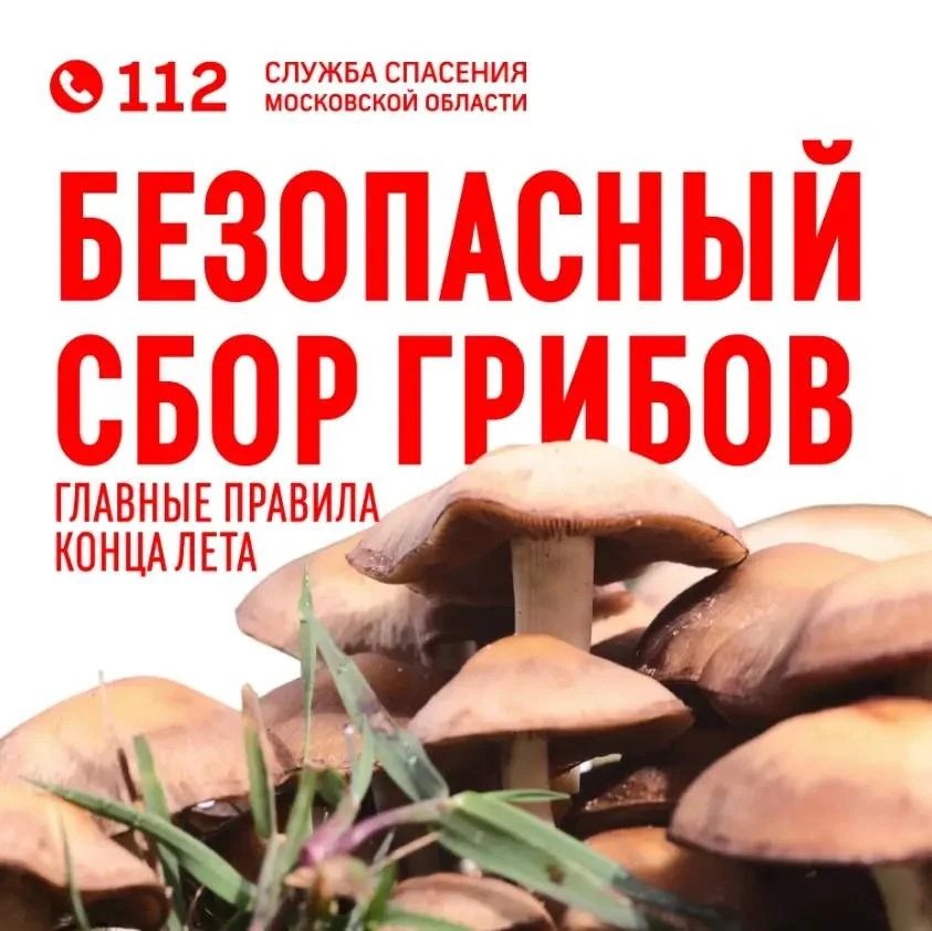 Август — время, когда в подмосковных лесах начинается самый активный грибной сезон

🍄‍🟫 Любители т