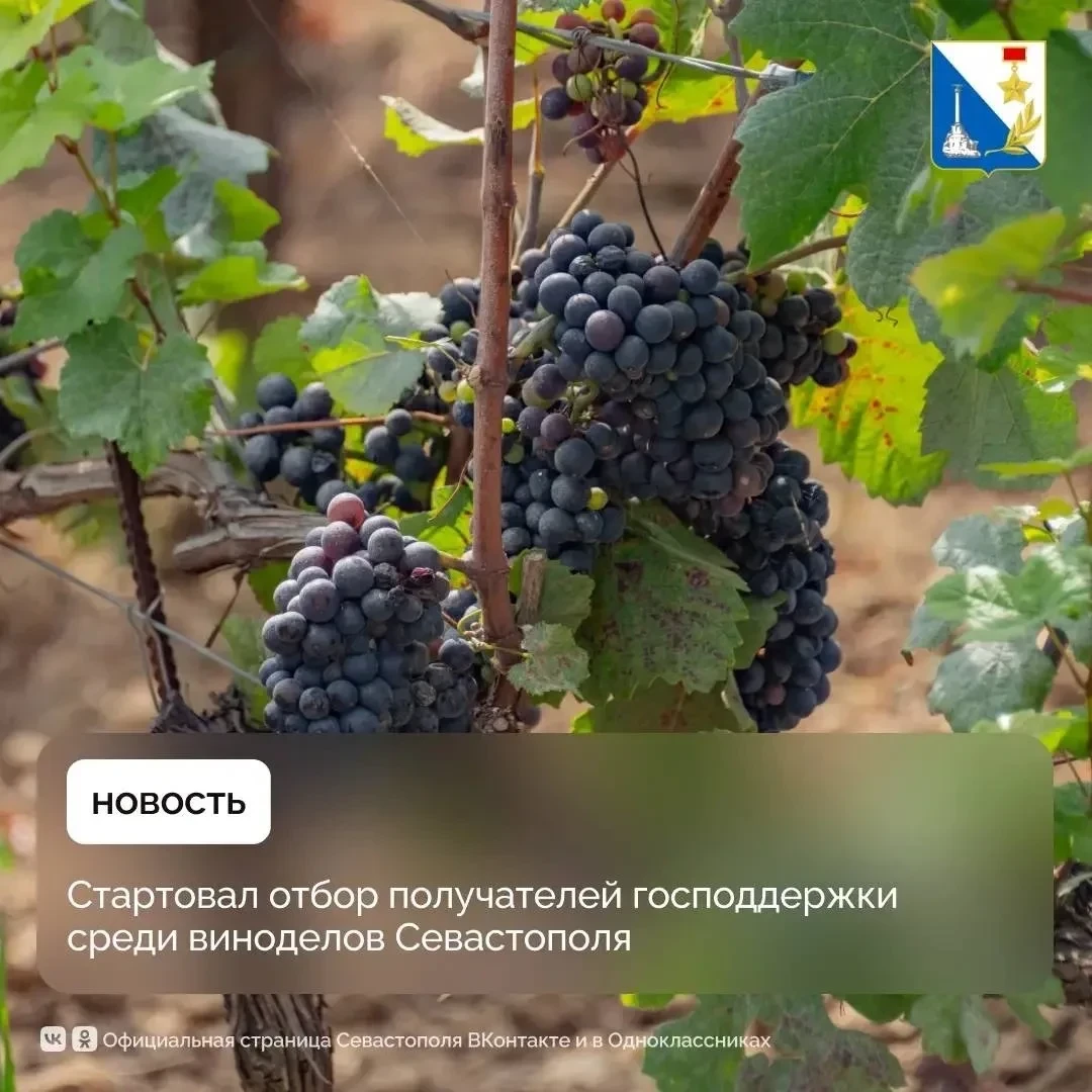 В Севастополе виноградари и виноделы подают заявки на субсидии.