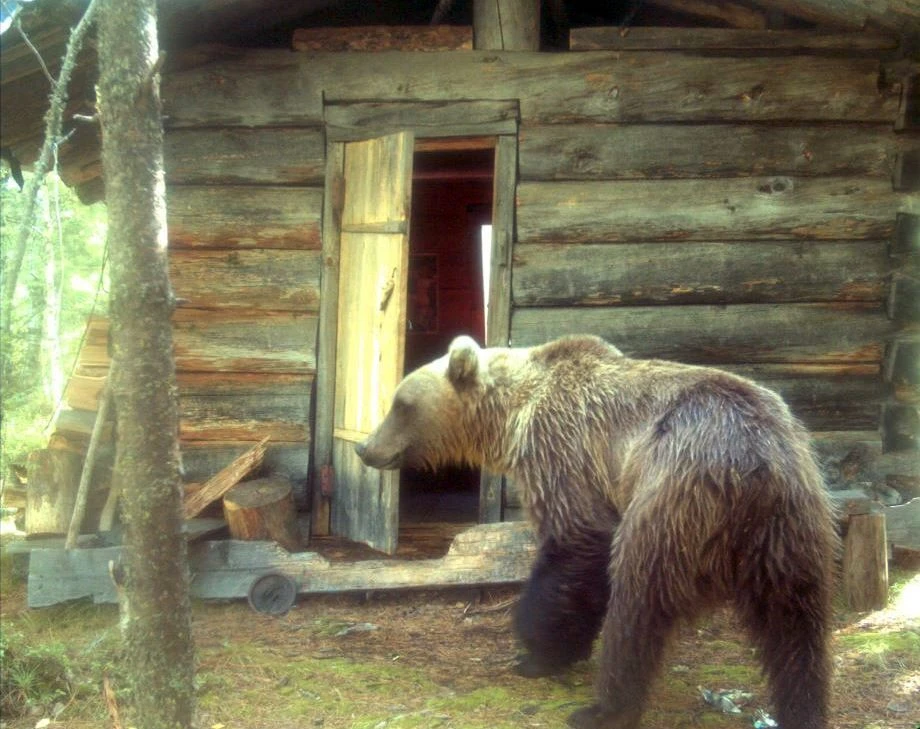 🐻 В Томской области деревни пустеют — и причина не только в демографии, но и в набегах...