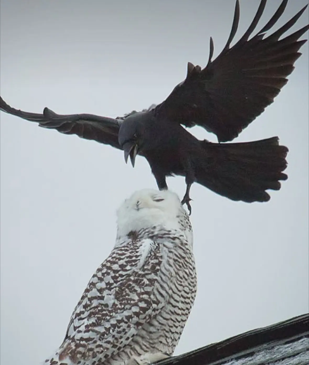 🐦‍⬛️ Вороны и дрозды могут начать нападать на петербуржцев.  Скоро в парках города начнут появляться