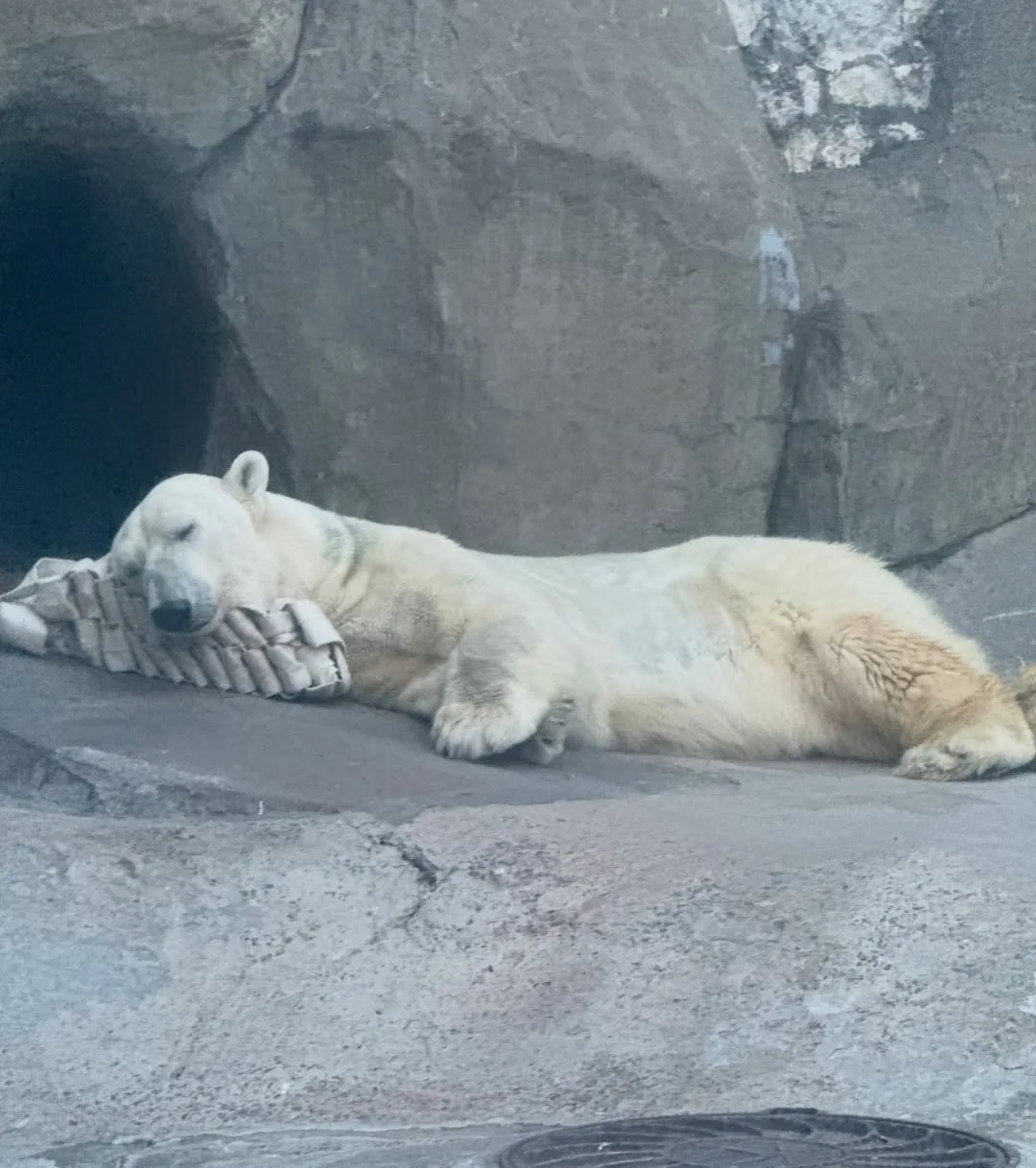 Сончас Терпея ❤🐻‍❄️