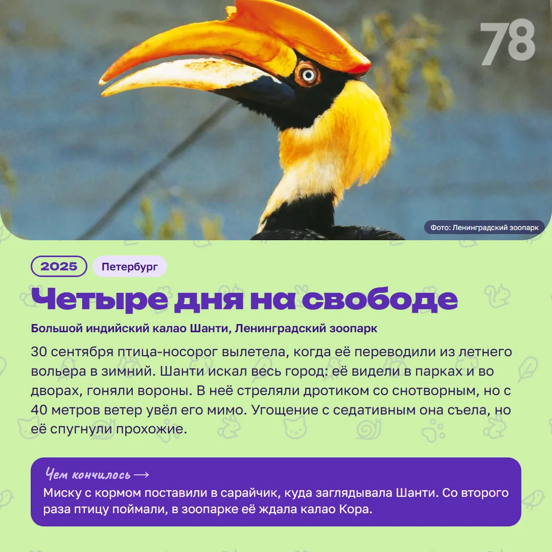 Калао Шанти год назад сбежала из Ленинградского зоопарка — её искал весь город