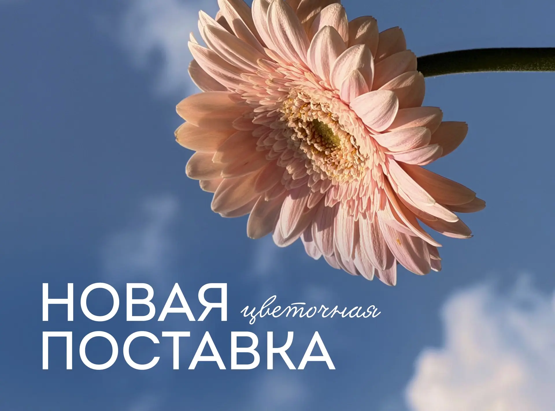 Всё собирается в нежную и ласковую гамму для ваших букетов 😍 

Новая поставка 🌸

UrbanFlo Капитанс