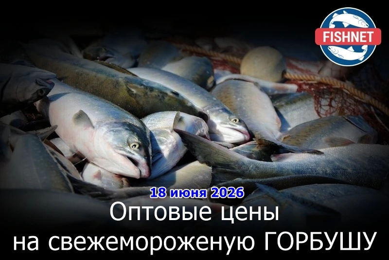 🐟 Обзор оптовых цен на свежемороженую ГОРБУШУ к 18 июня. Предлагаемый ассортимент продукции включае