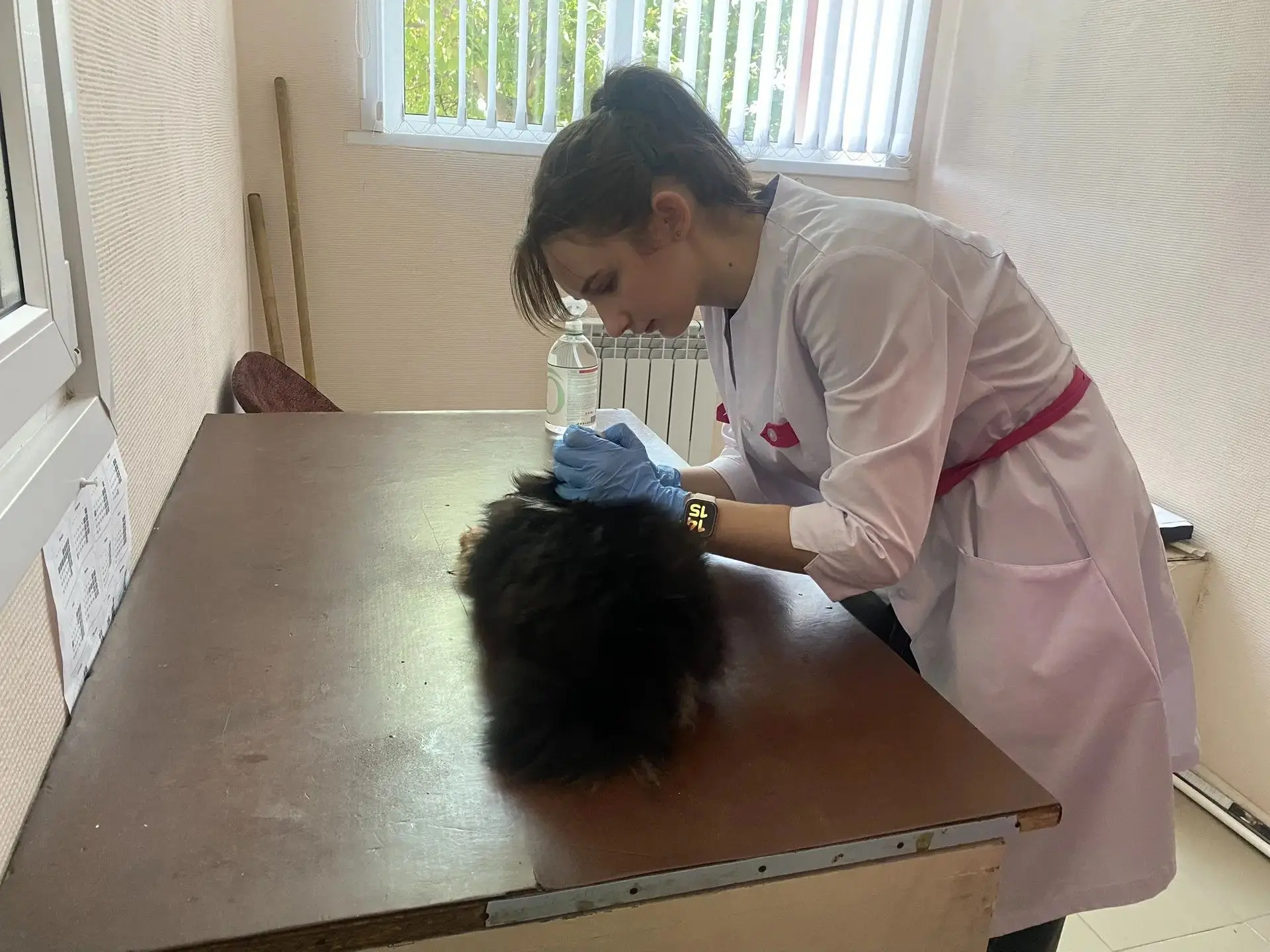 На приём в ОГУ «Дергачевская райСББЖ» поступила собака по кличке Ляля (порода — шпиц) в вялом состоя