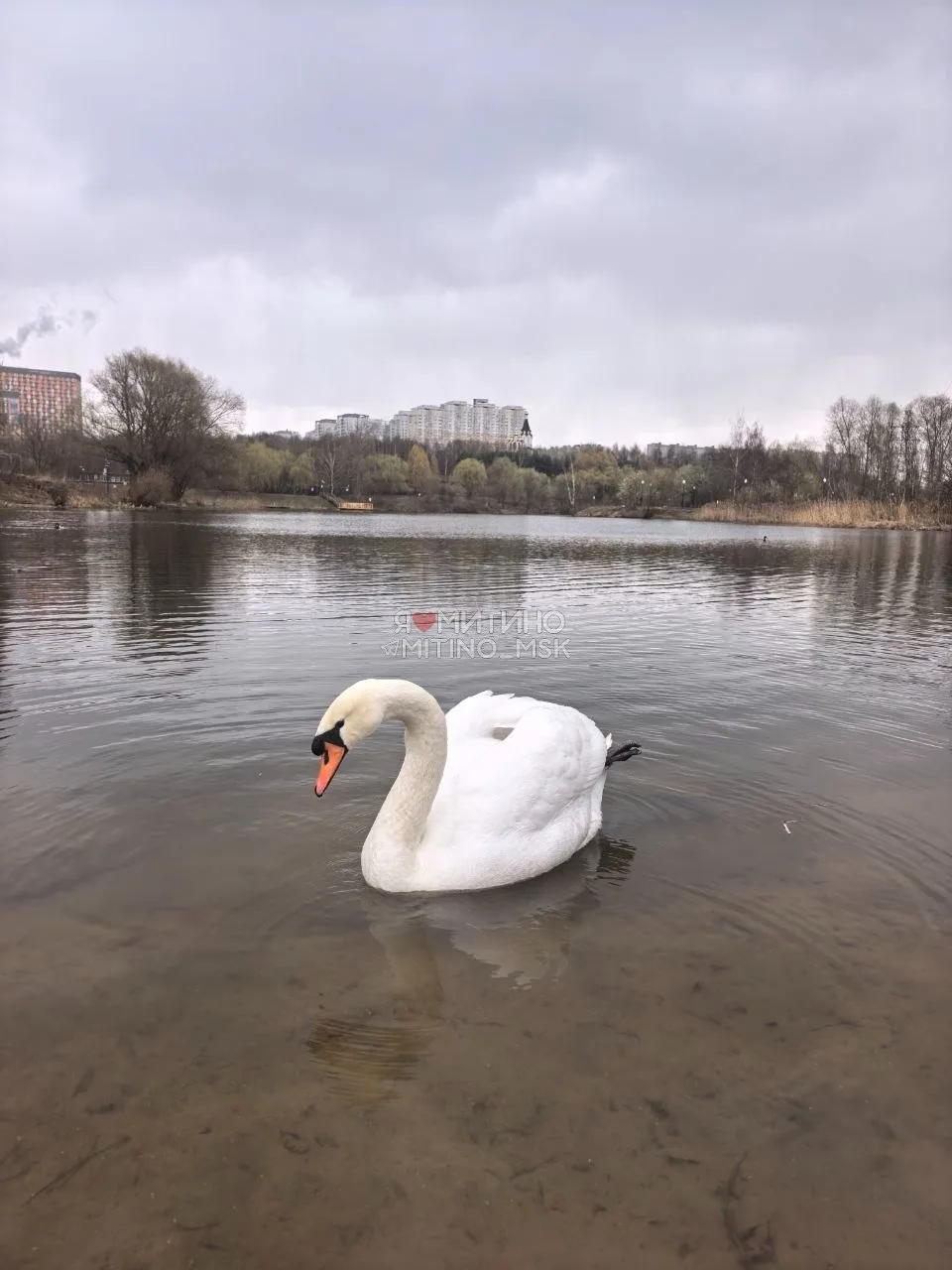 🦅 Митино: мечта орнитолога  📍Ландшафтный парк "Митино" ❓Каких ещё птиц встречали в парке?   Спасибо,