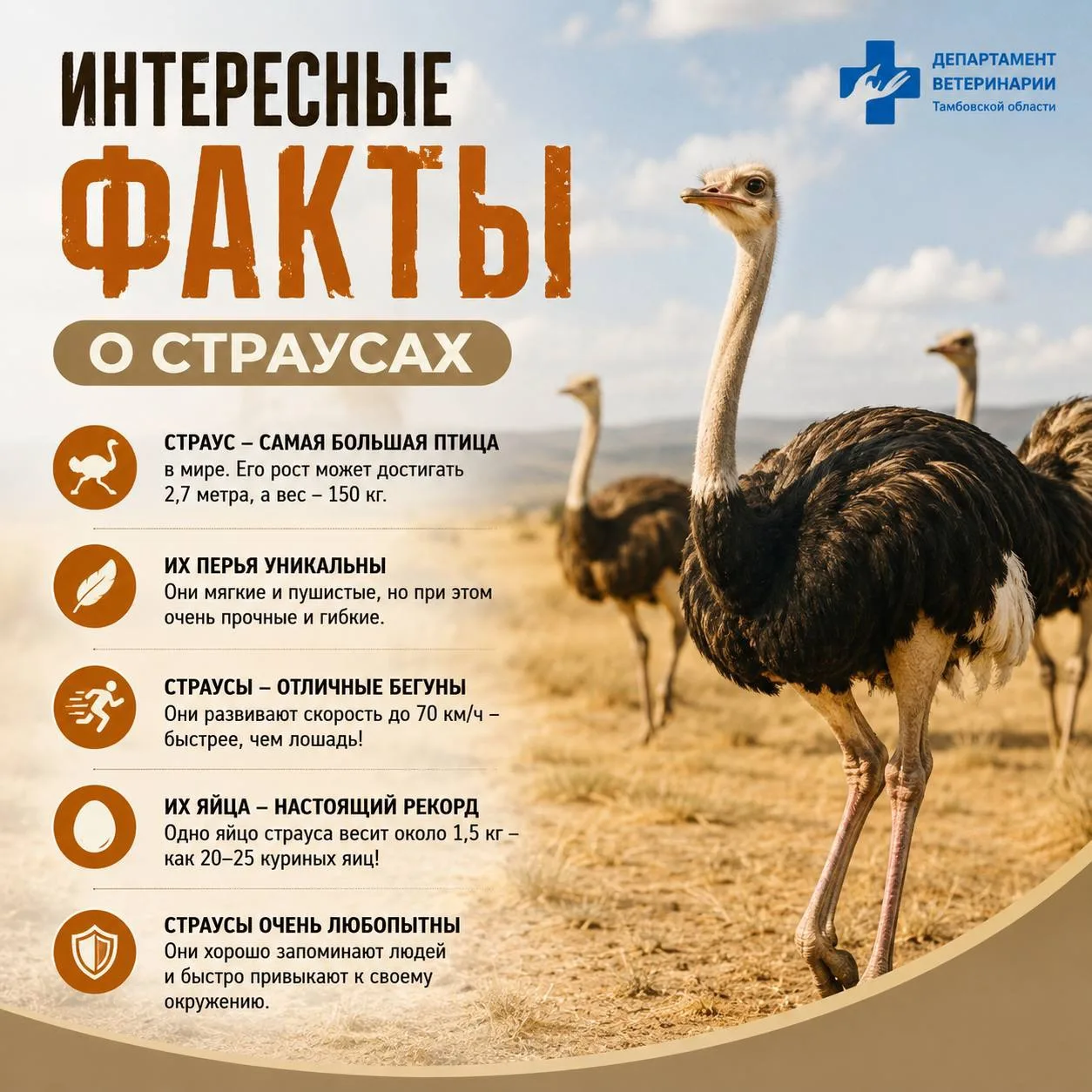 💯Интересные факты о страусах: удивительные гиганты птичьего мира