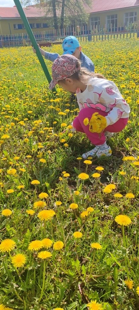 Одуванчики цветы