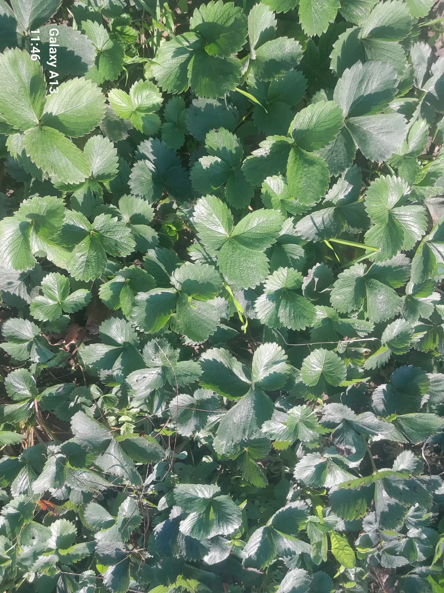 Продам усы клубники,сорт Клери.10 руб 1 шт.+79786629409