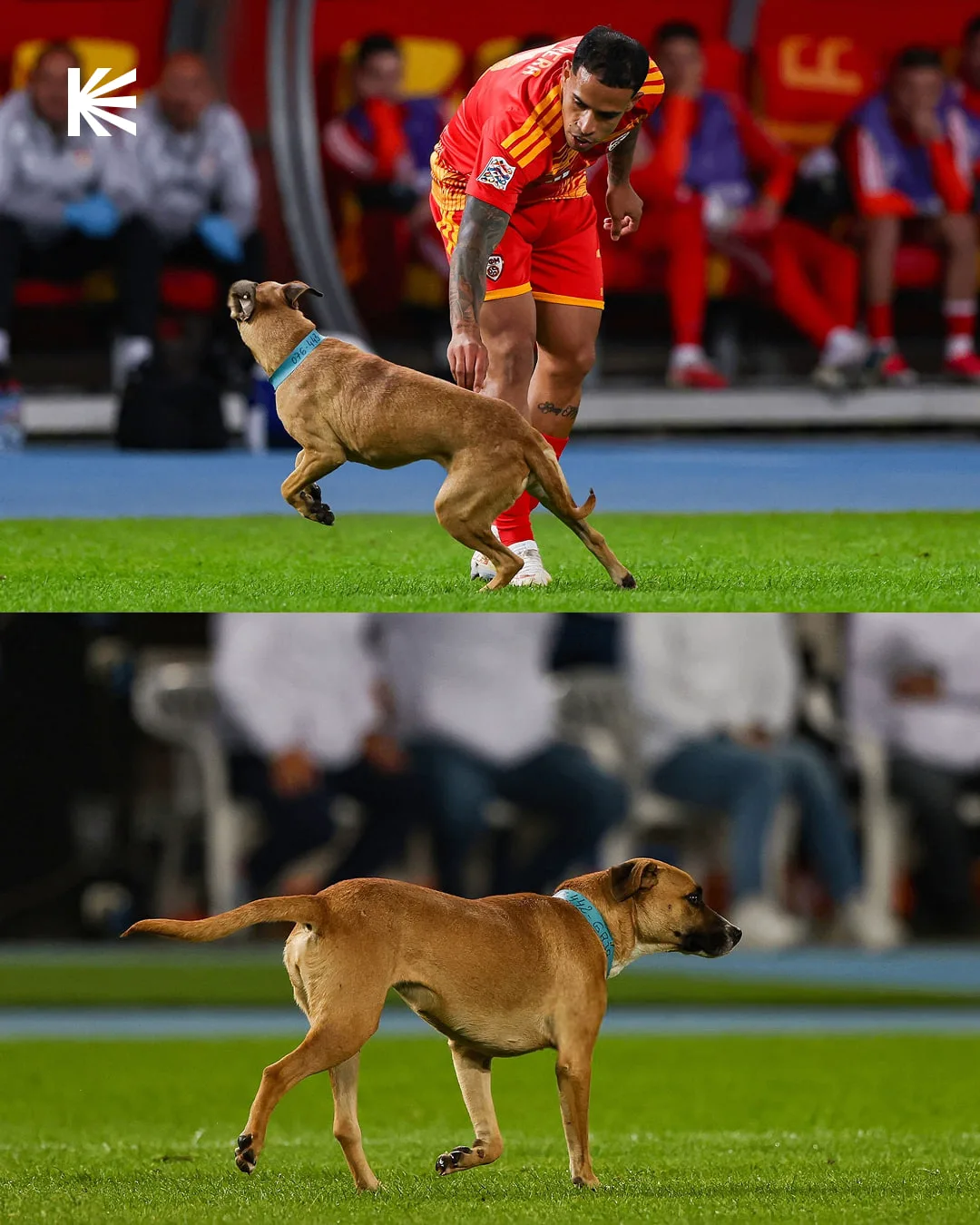 🐶 Собака выбежала на поле во время матча Северной Македонии и Шотландии