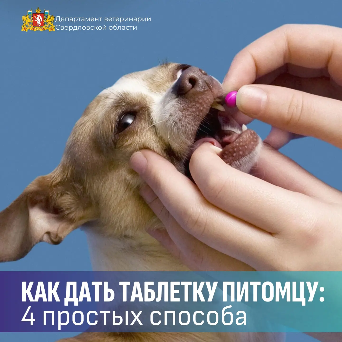 💊  Как дать таблетку питомцу: 4 простых способа
